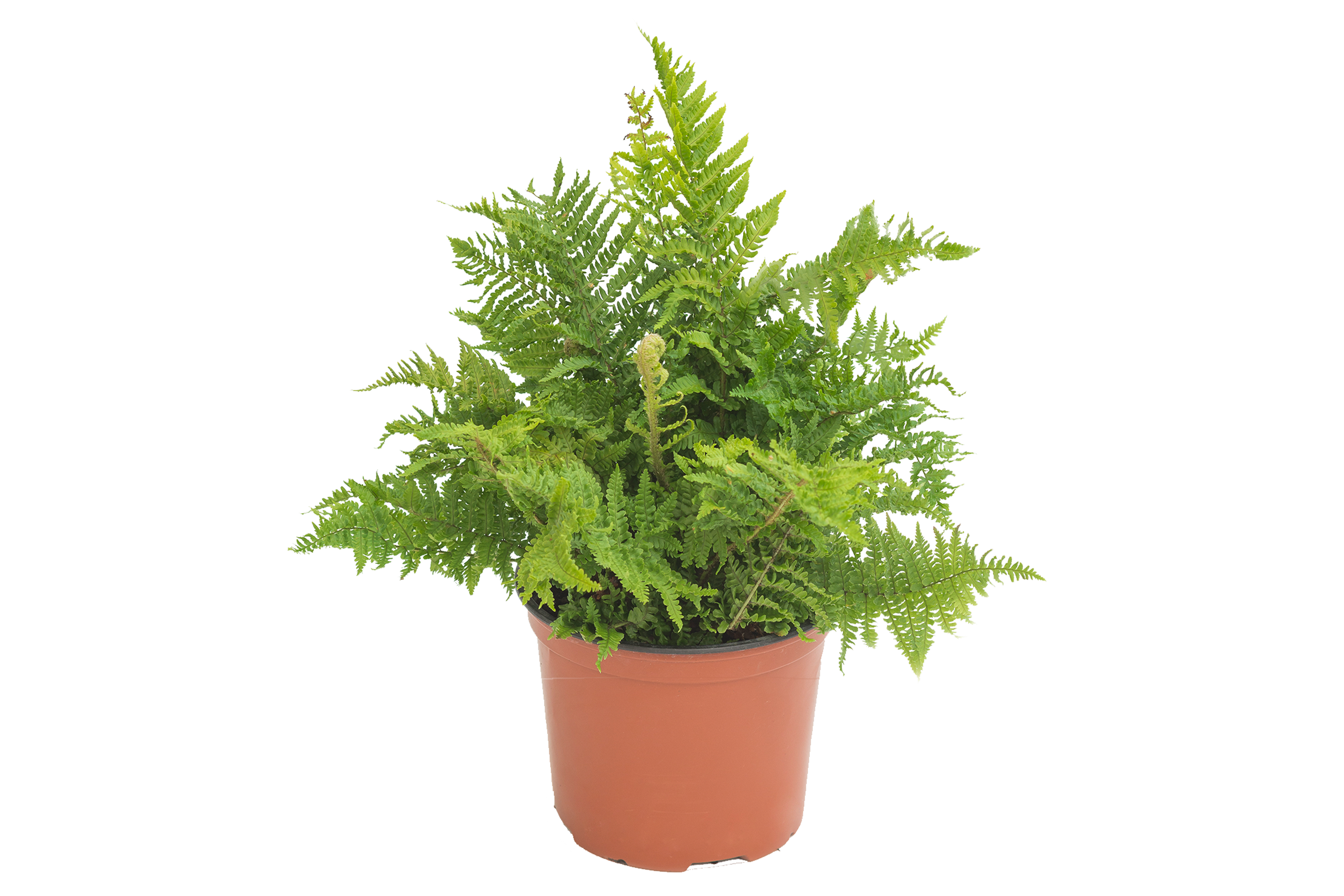 Paproć ogrodowa mix 20-30 cm