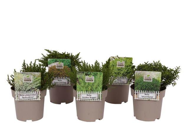 Hebe zimozielone mix 15-22 cm