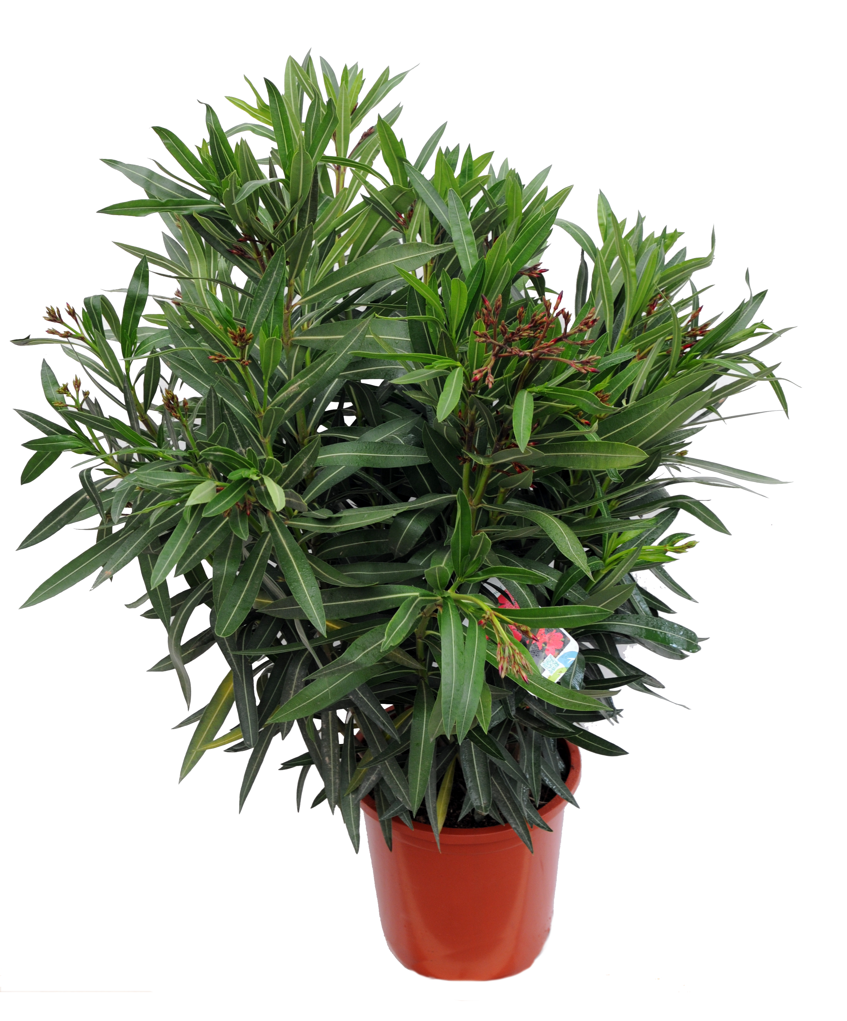 Oleander mix 80-100 cm