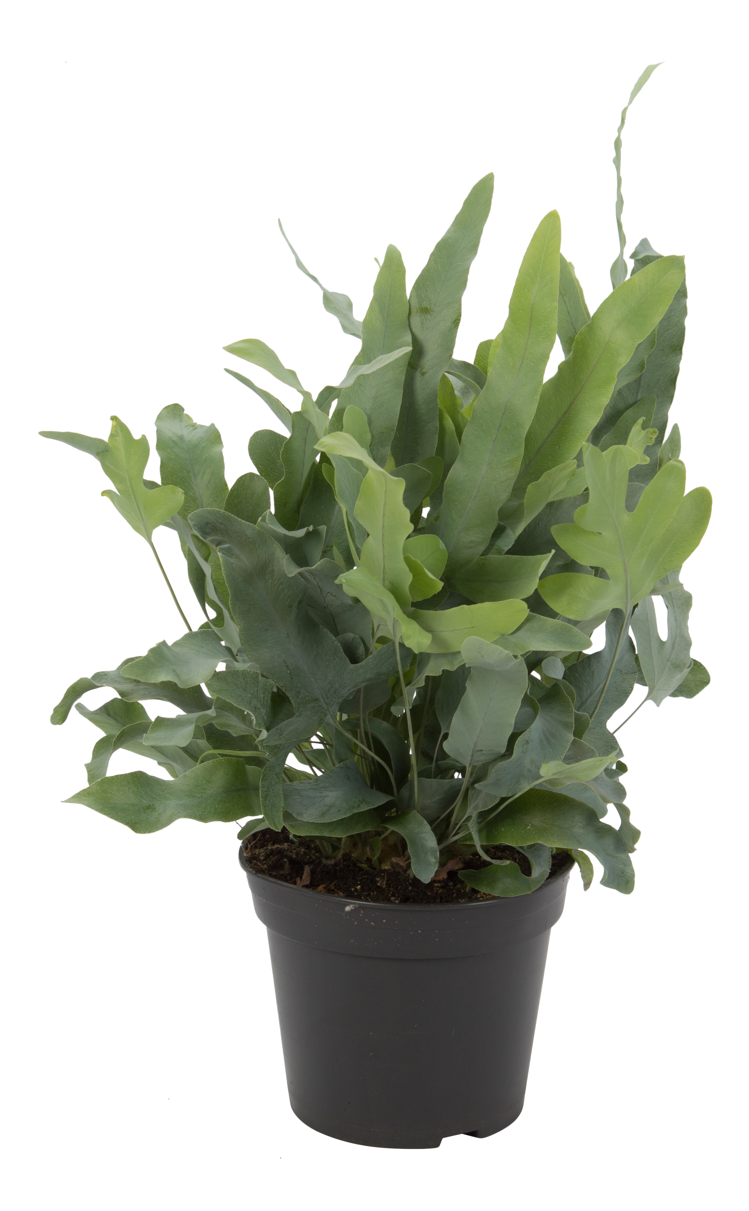 Flebodium Blue Star 40-45 cm Air so pure