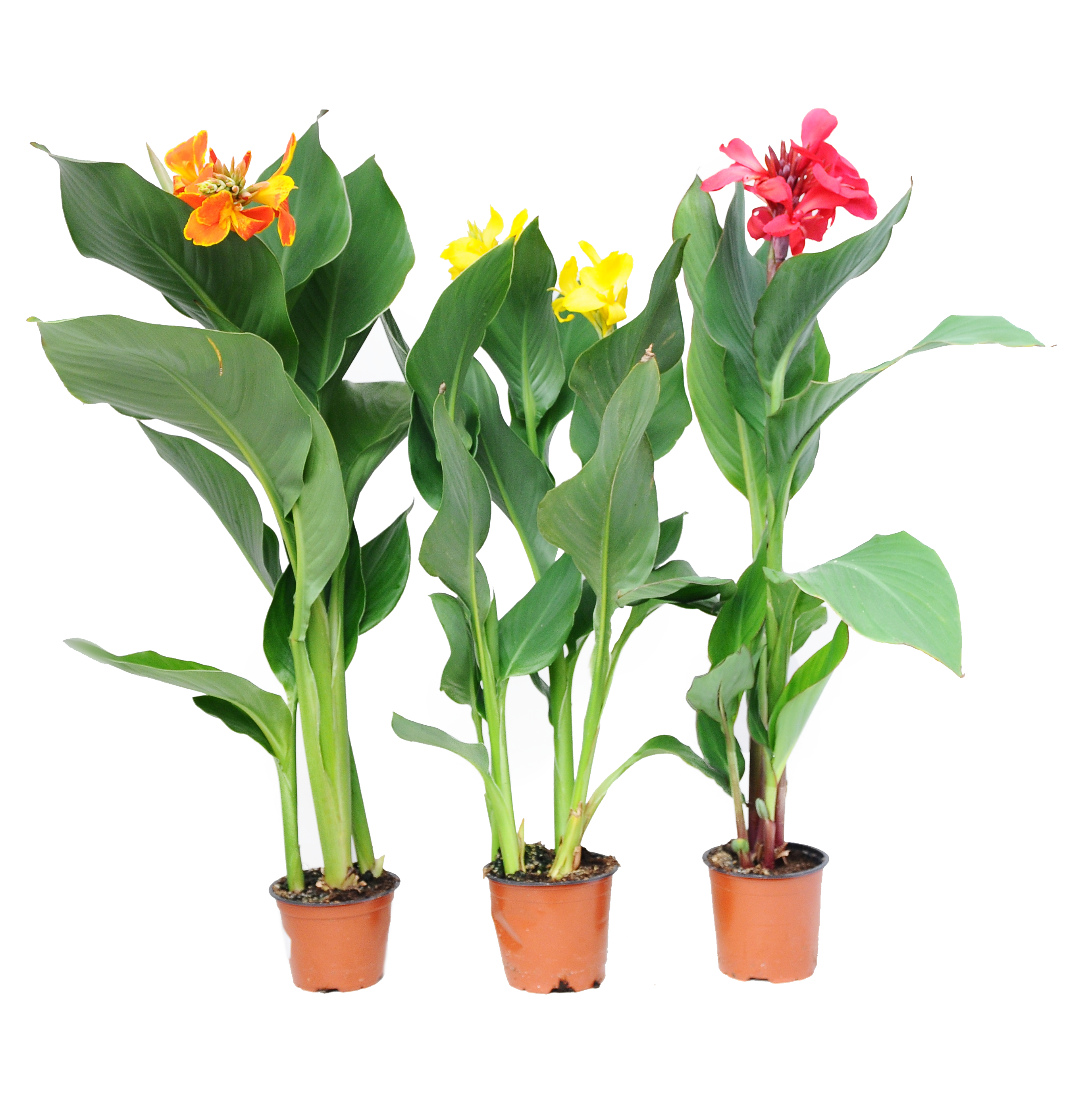 Paciorecznik (Kanna) MIX 50 - 60 cm