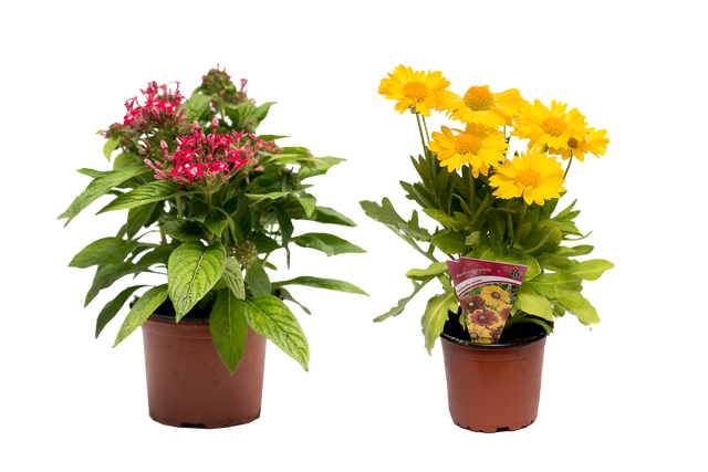 Byliny letnie mix 20-30 cm