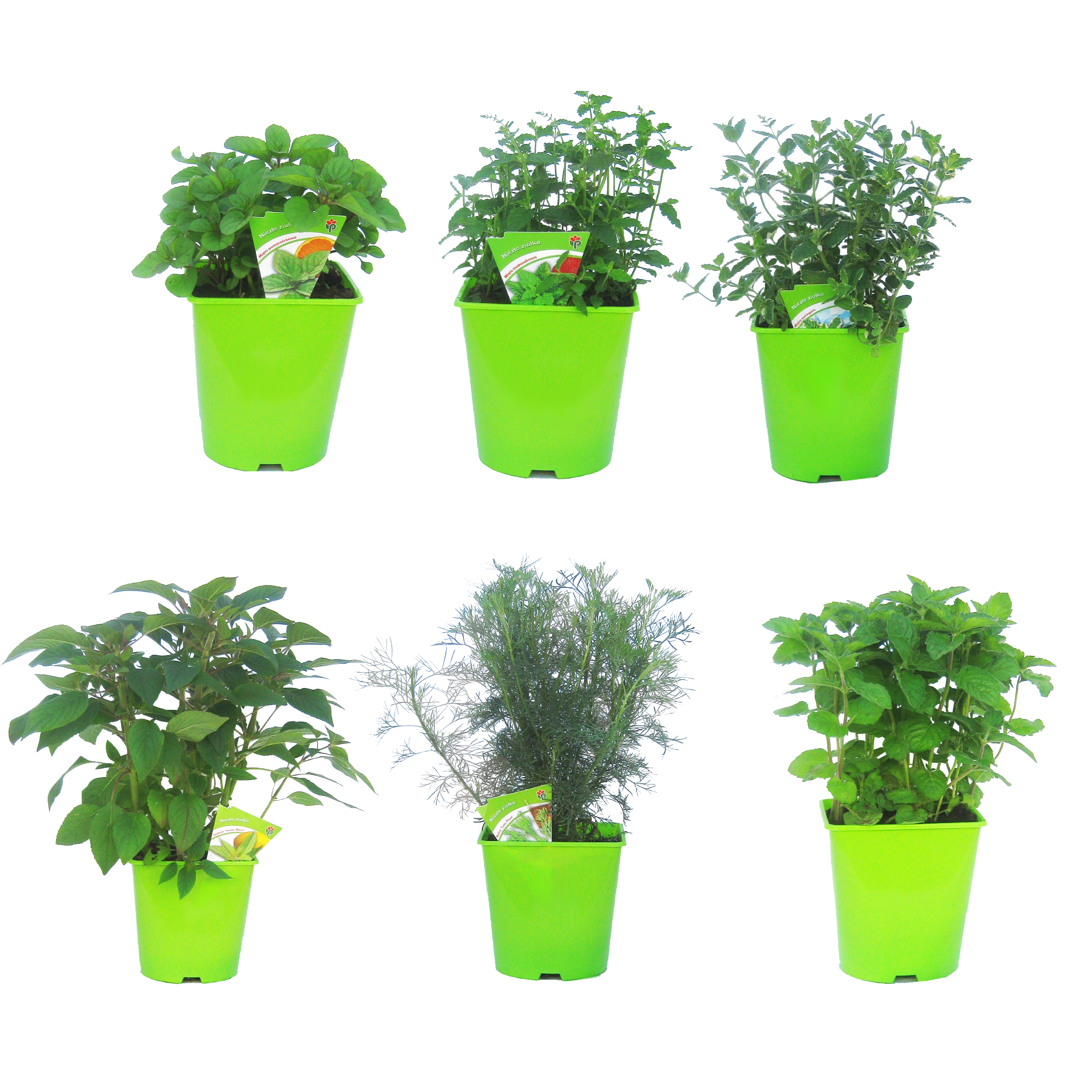 Zioła mix 30-40 cm