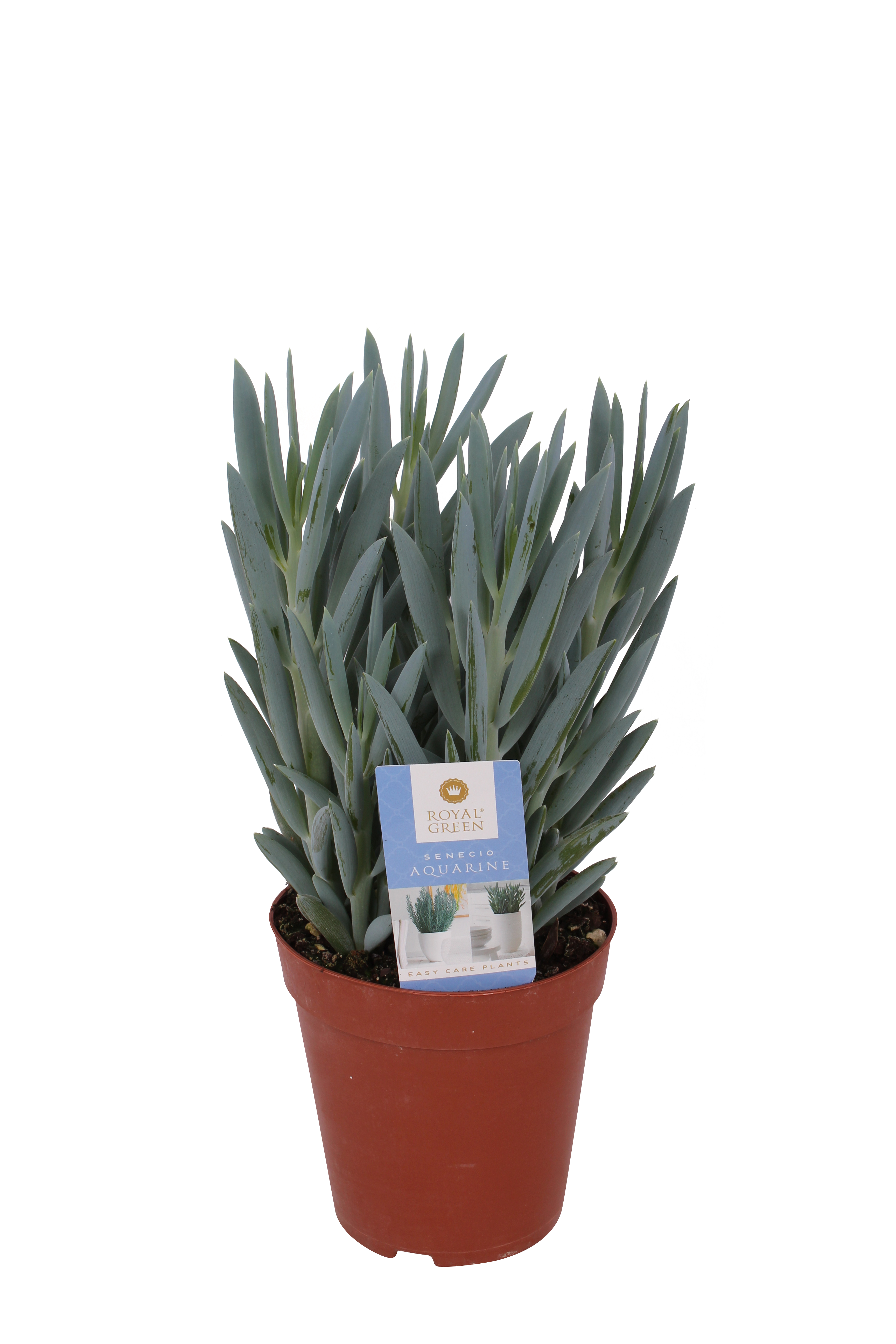 Senecio Aquarine Mount Everest 30 cm