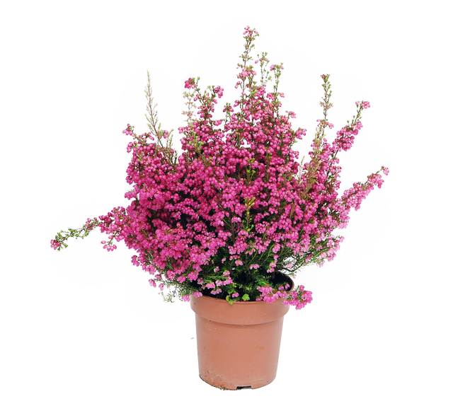 Wrzosiec delikatny 25-30 cm