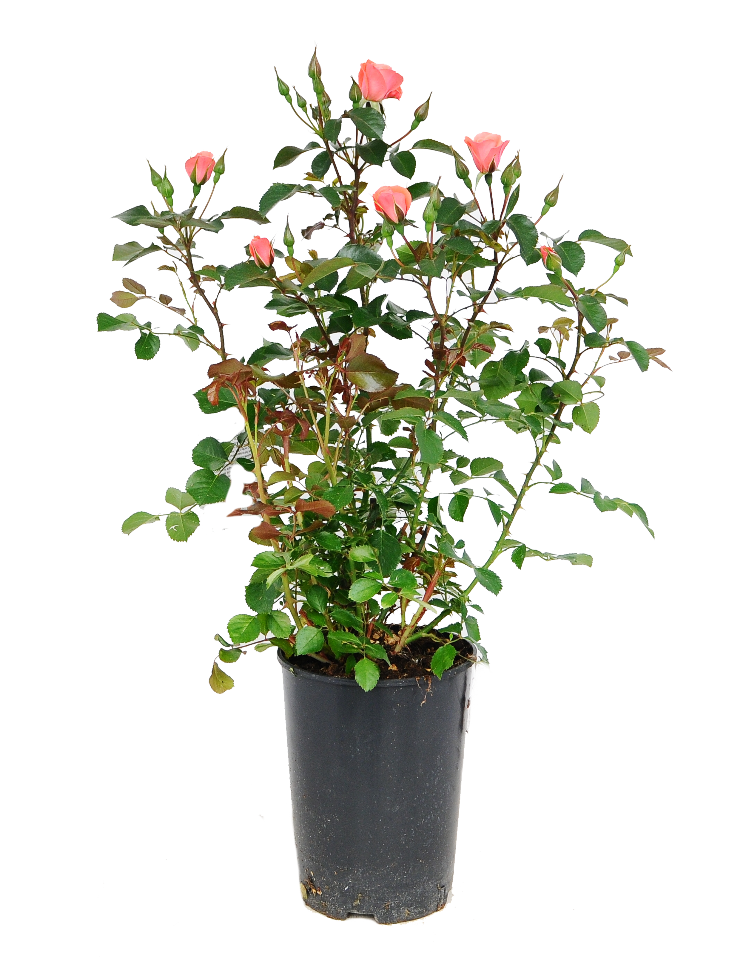 Róża ogrodowa mix 65 cm