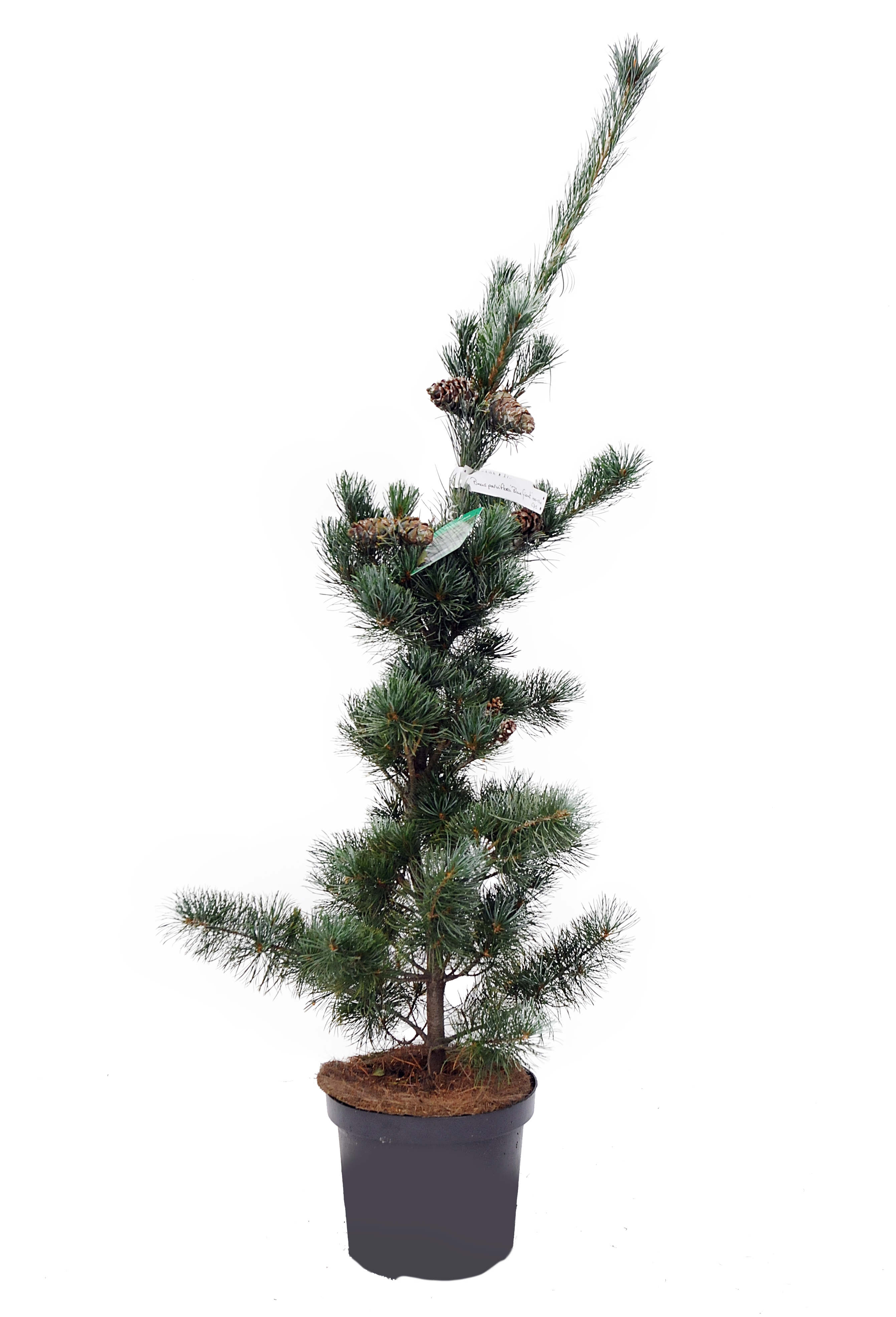 Sosna drobnokwiatowa Blue Giant 100-120 cm