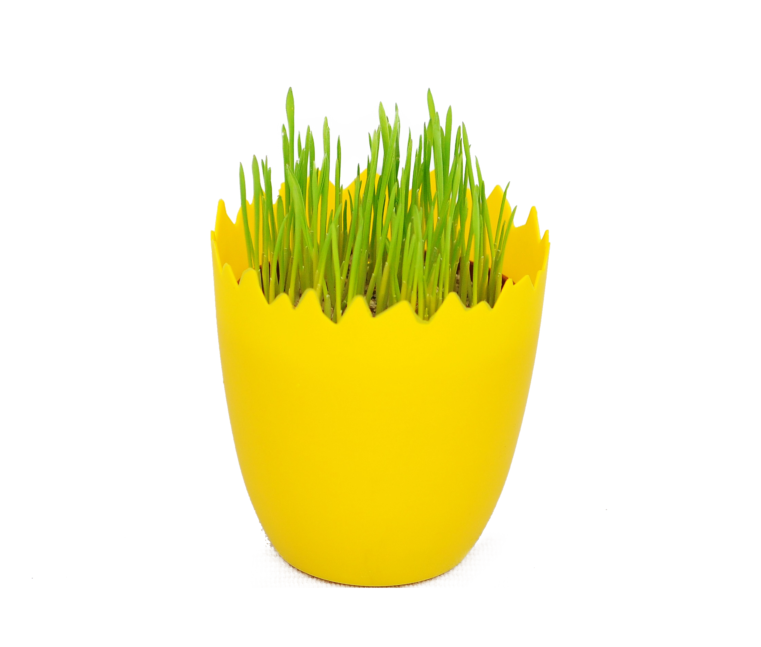 Owies wielkanocny 15 cm