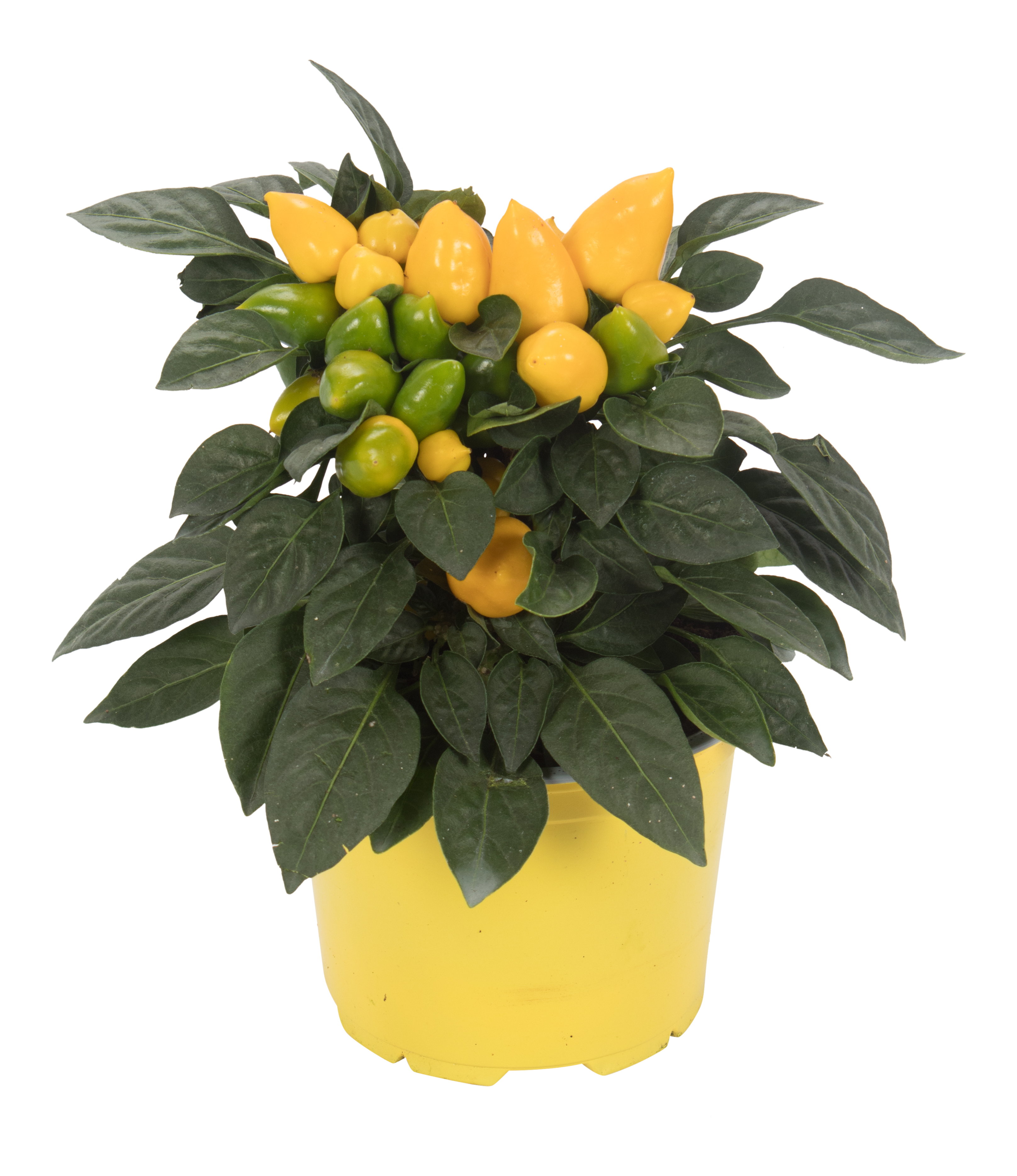 Papryka roczna Samba mix 20cm