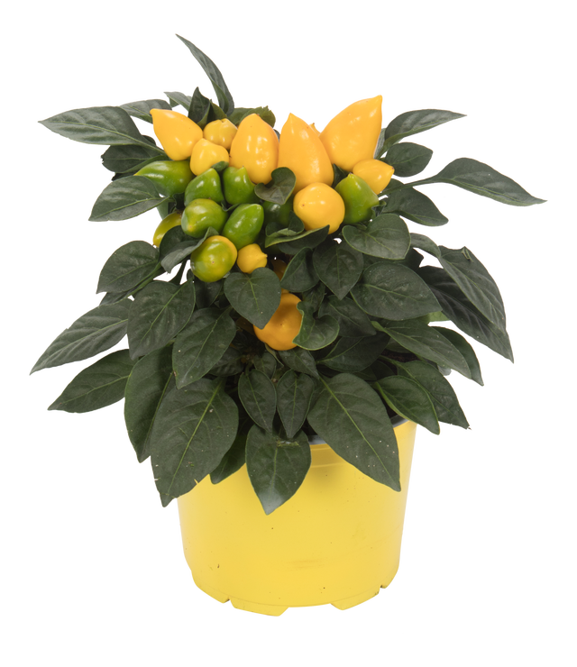 Papryka roczna Samba mix 20cm