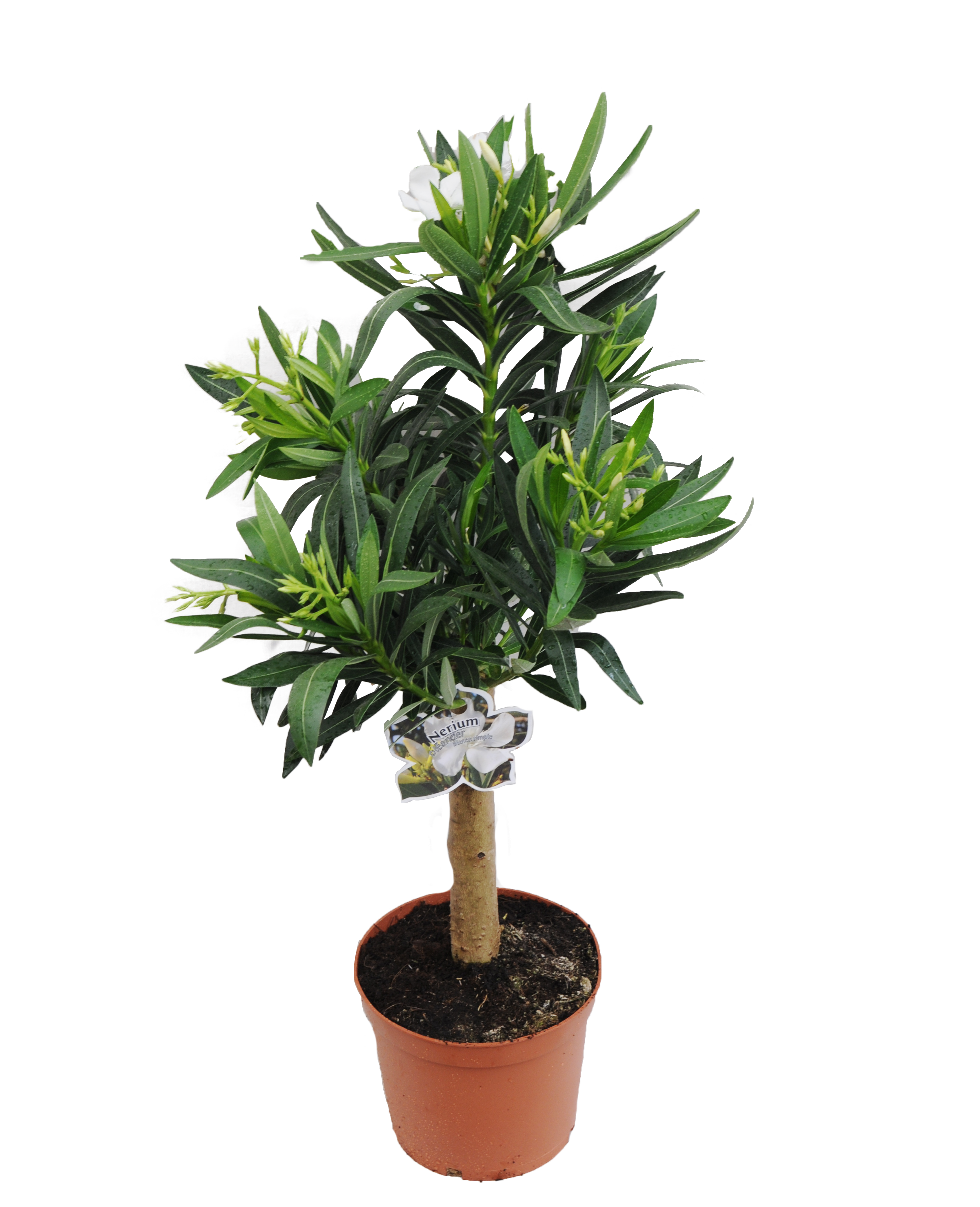 Oleander forma pienna mix 60 - 70 cm