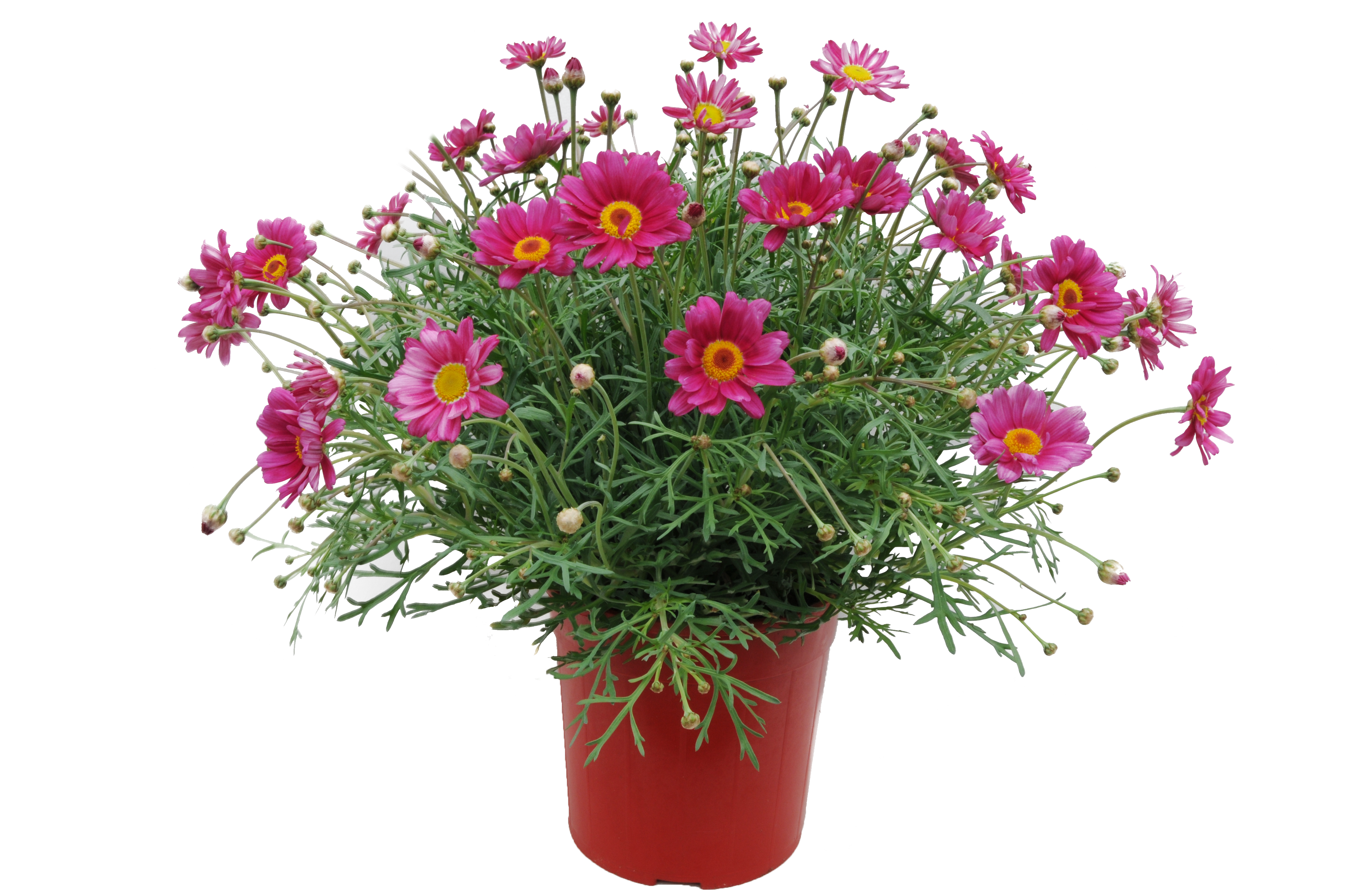 Margerytka (Złocień krzewiasty) mix 40 - 50 cm