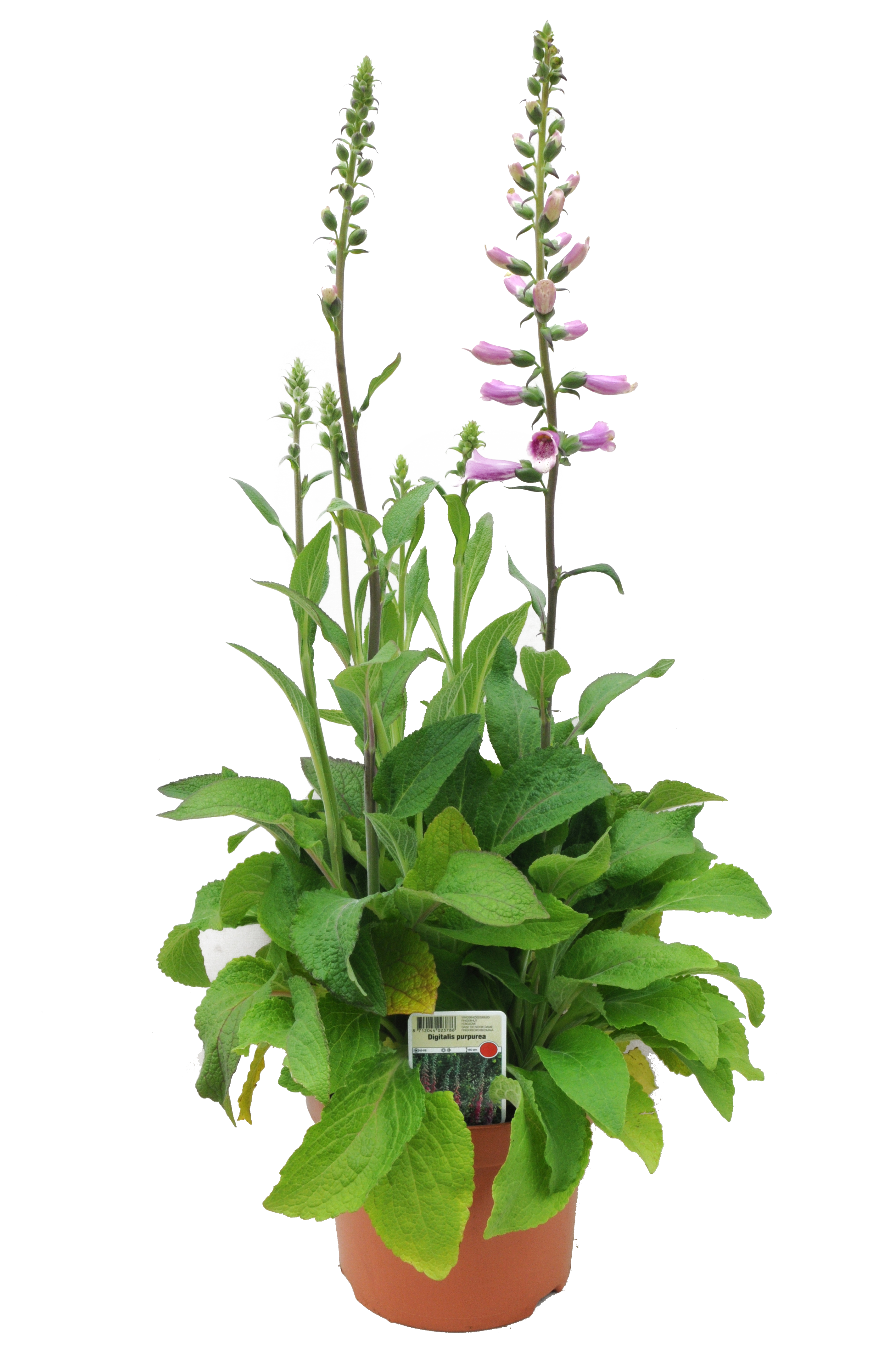 Naparstnica zwyczajna mix 50 cm