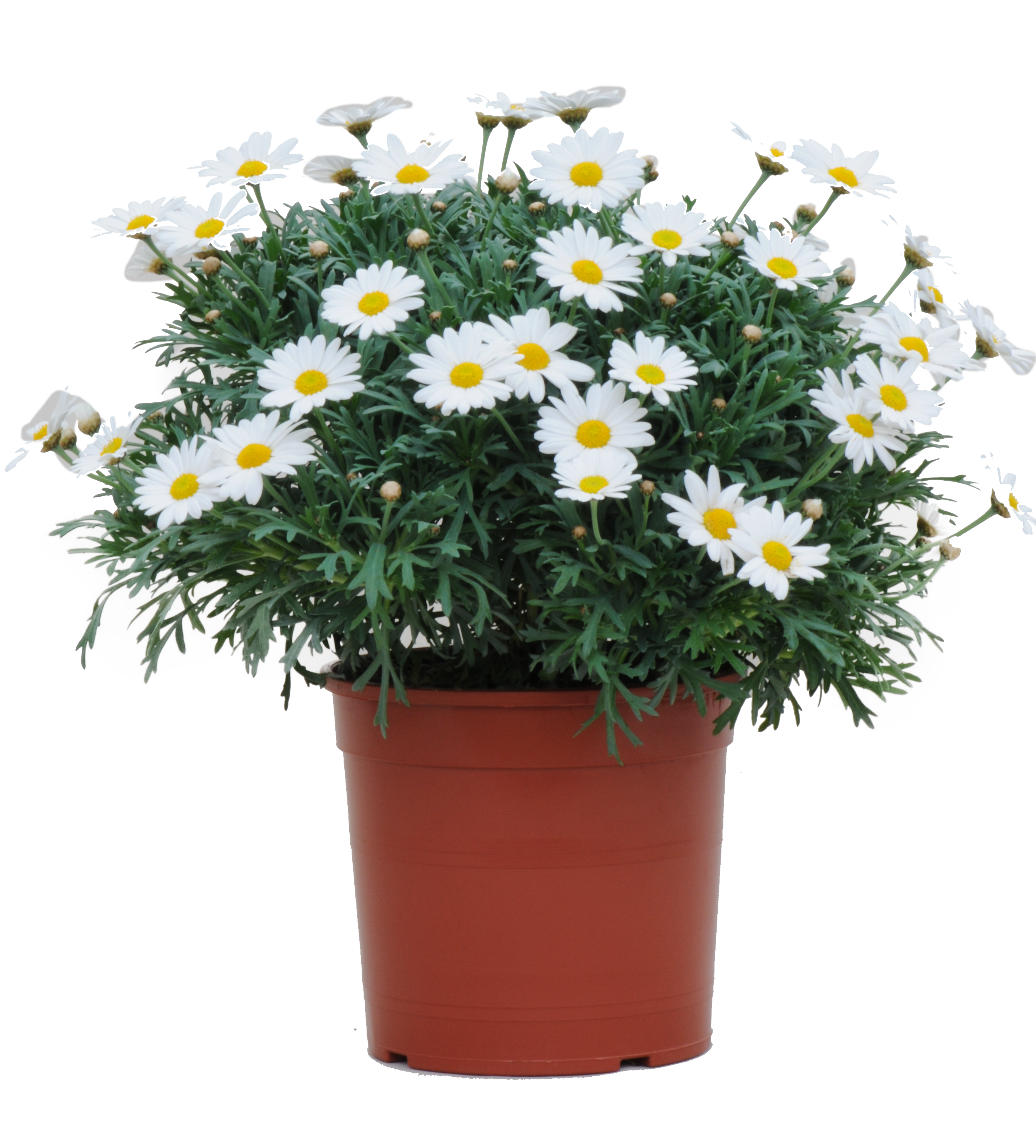 Złocień krzewiasty 50 - 60 cm
