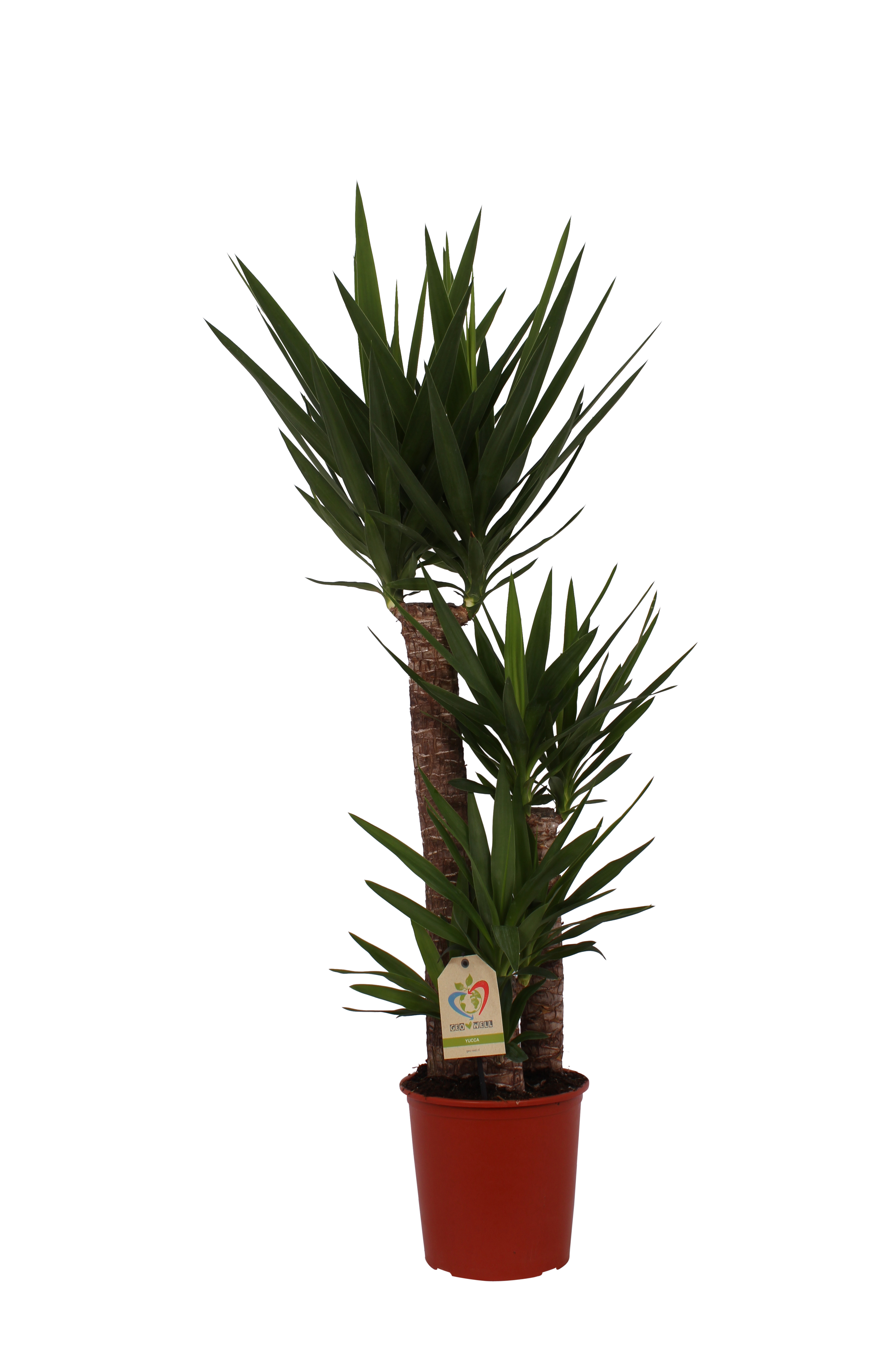 Juka 150 cm