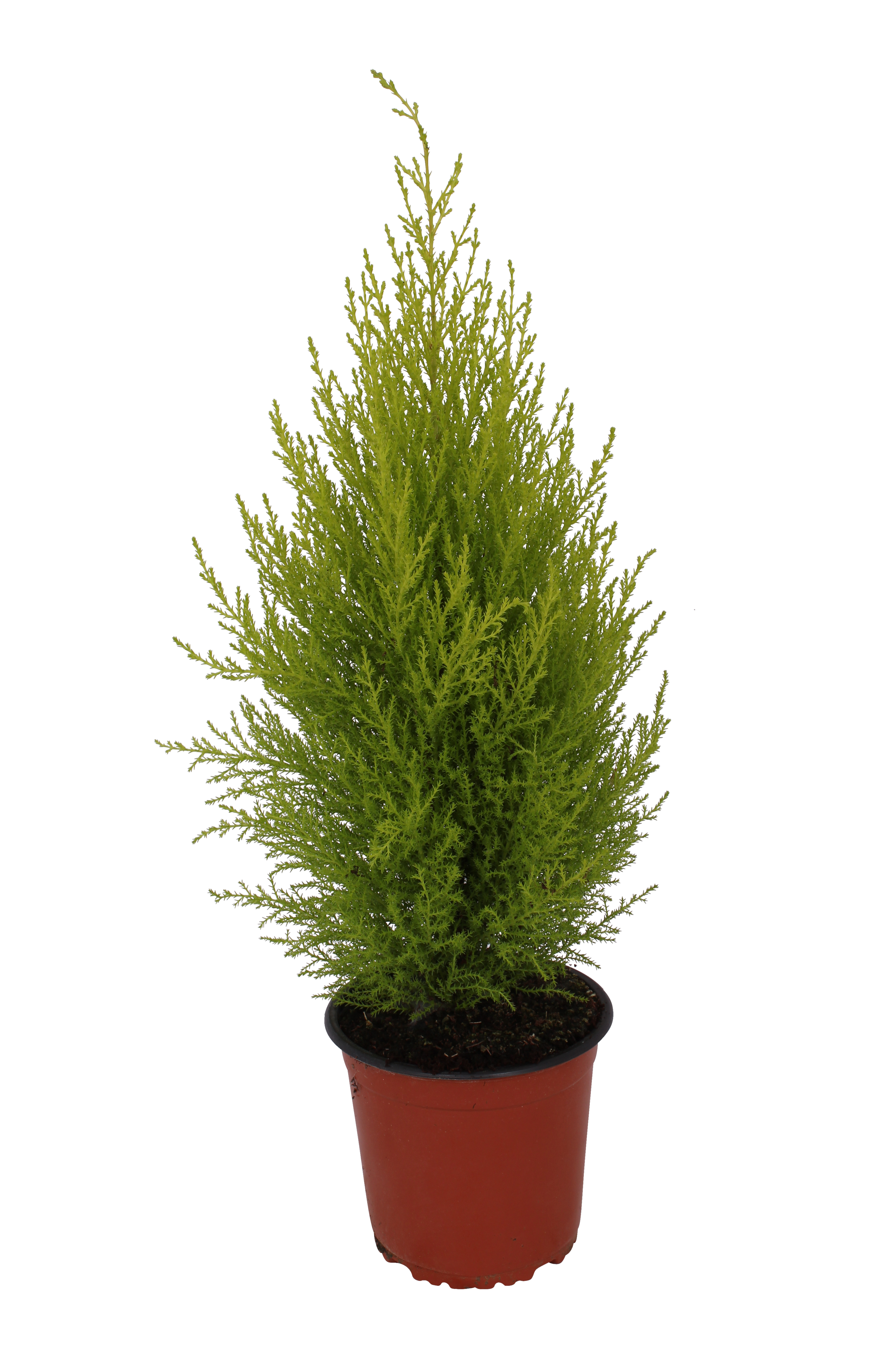Cyprysik Goldcrest Wilma 40 - 45 cm
