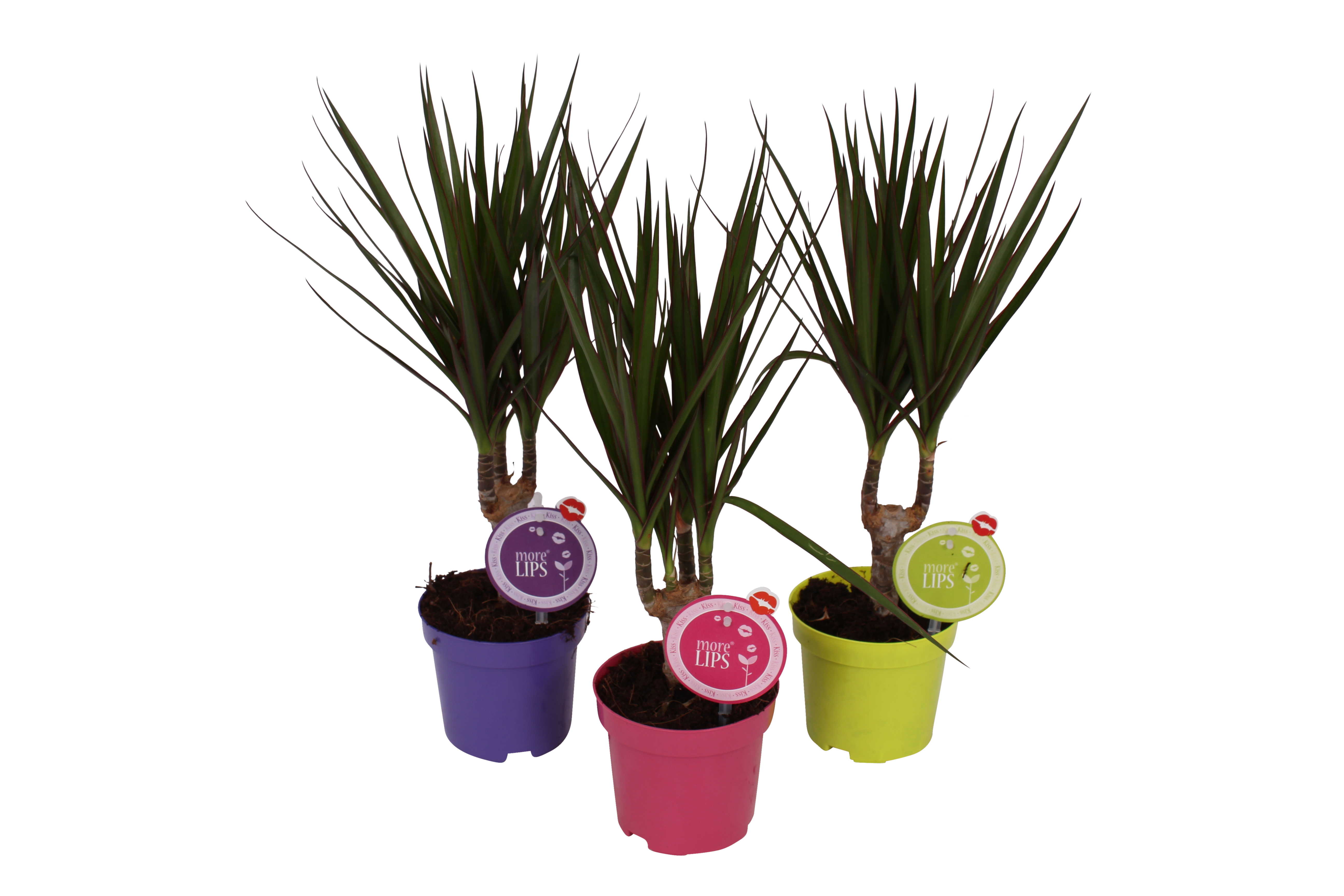 Dracena obrzeżona mix 45 cm