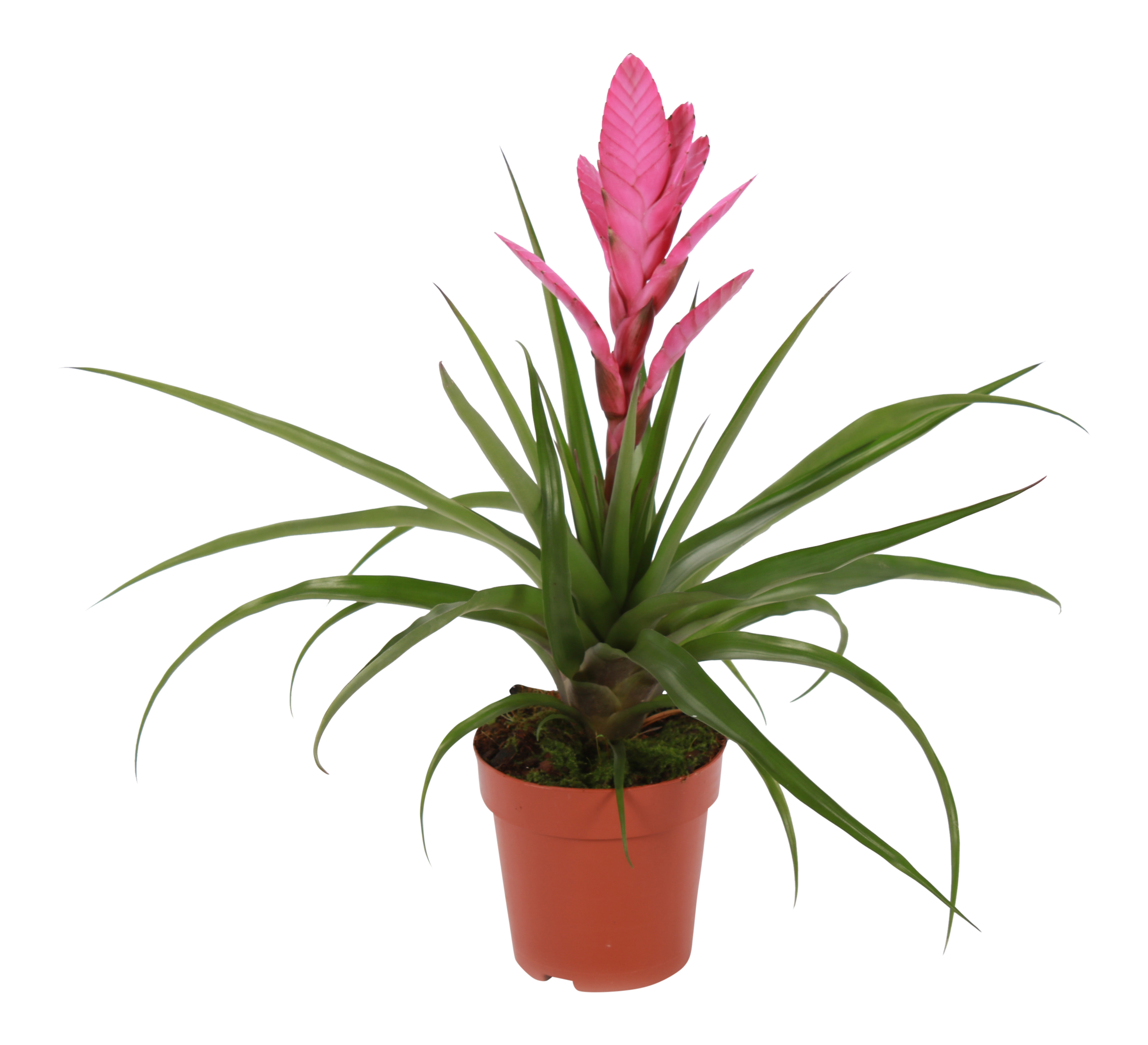 Oplątwa Tillandsia Antonio 45cm
