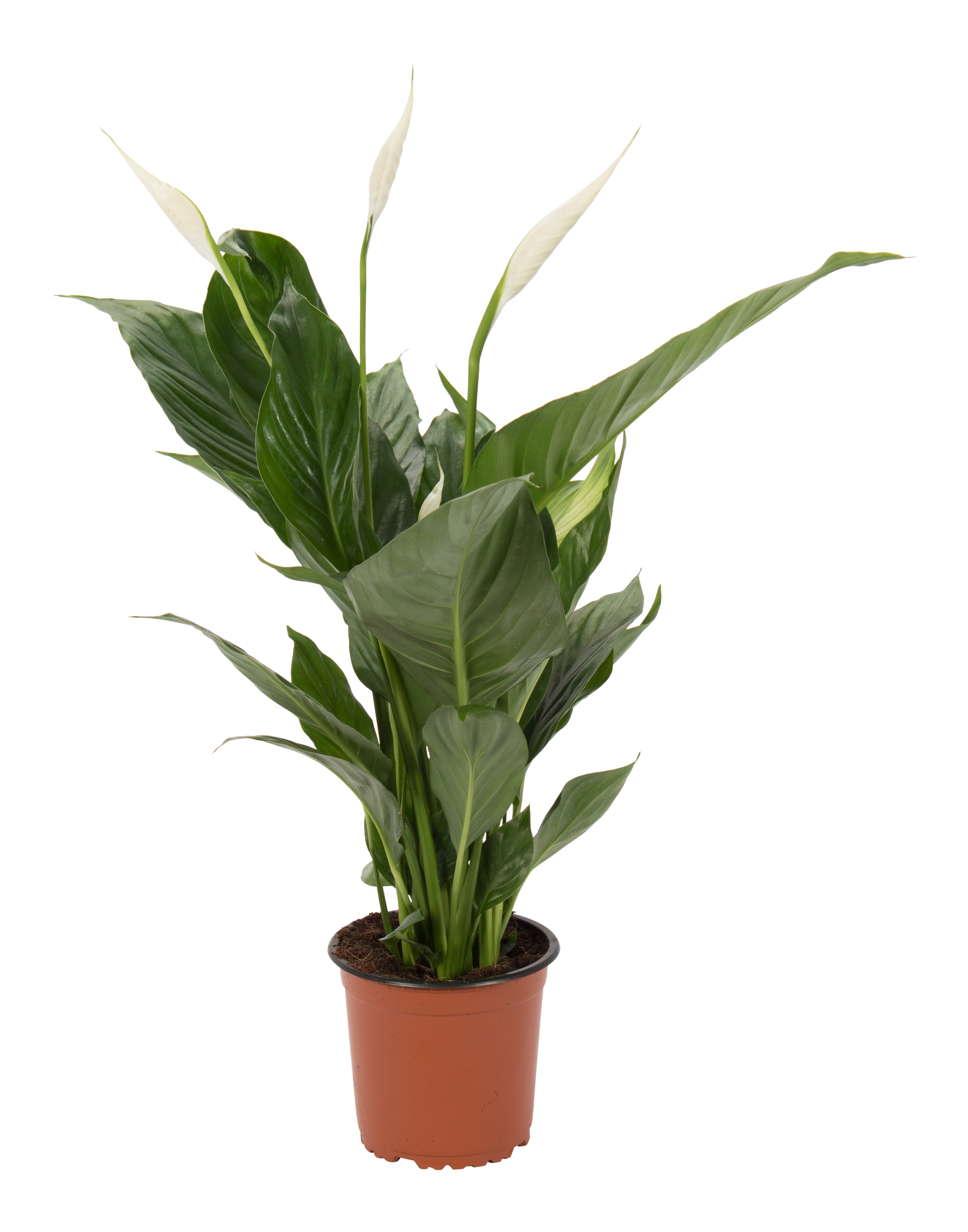 Skrzydłokwiat Spathiphyllum 50-60cm