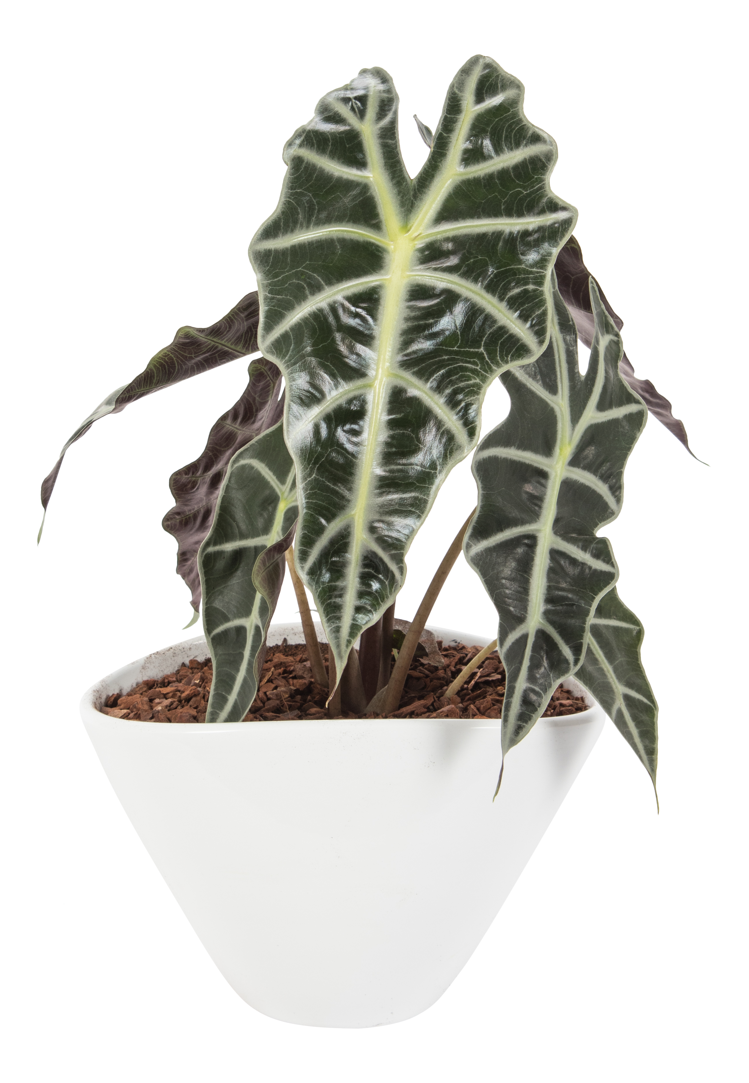 Rośliny zielone mix 27 cm w osłonce ceramicznej