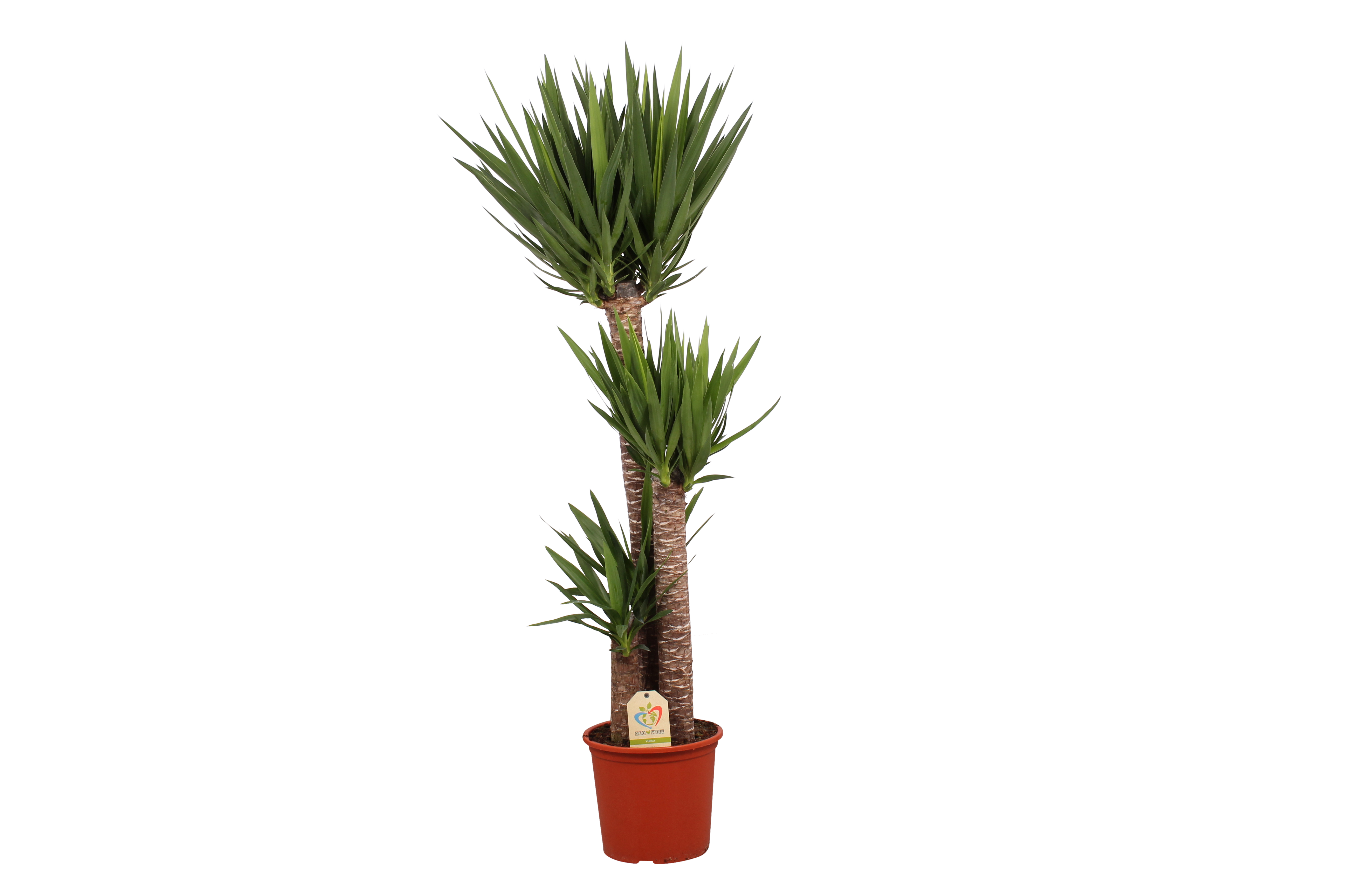 Juka 190 cm