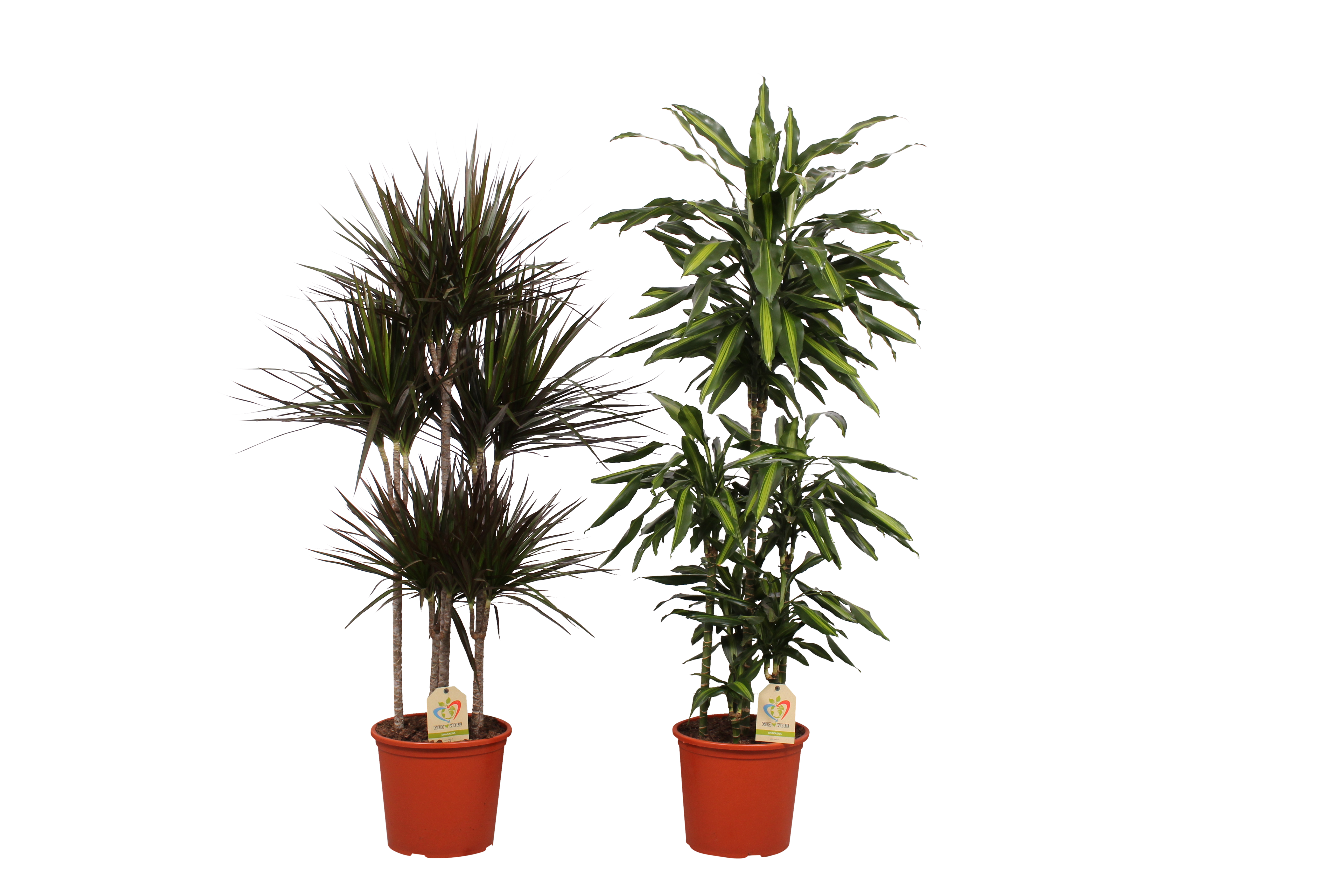 Dracena mix 160 cm
