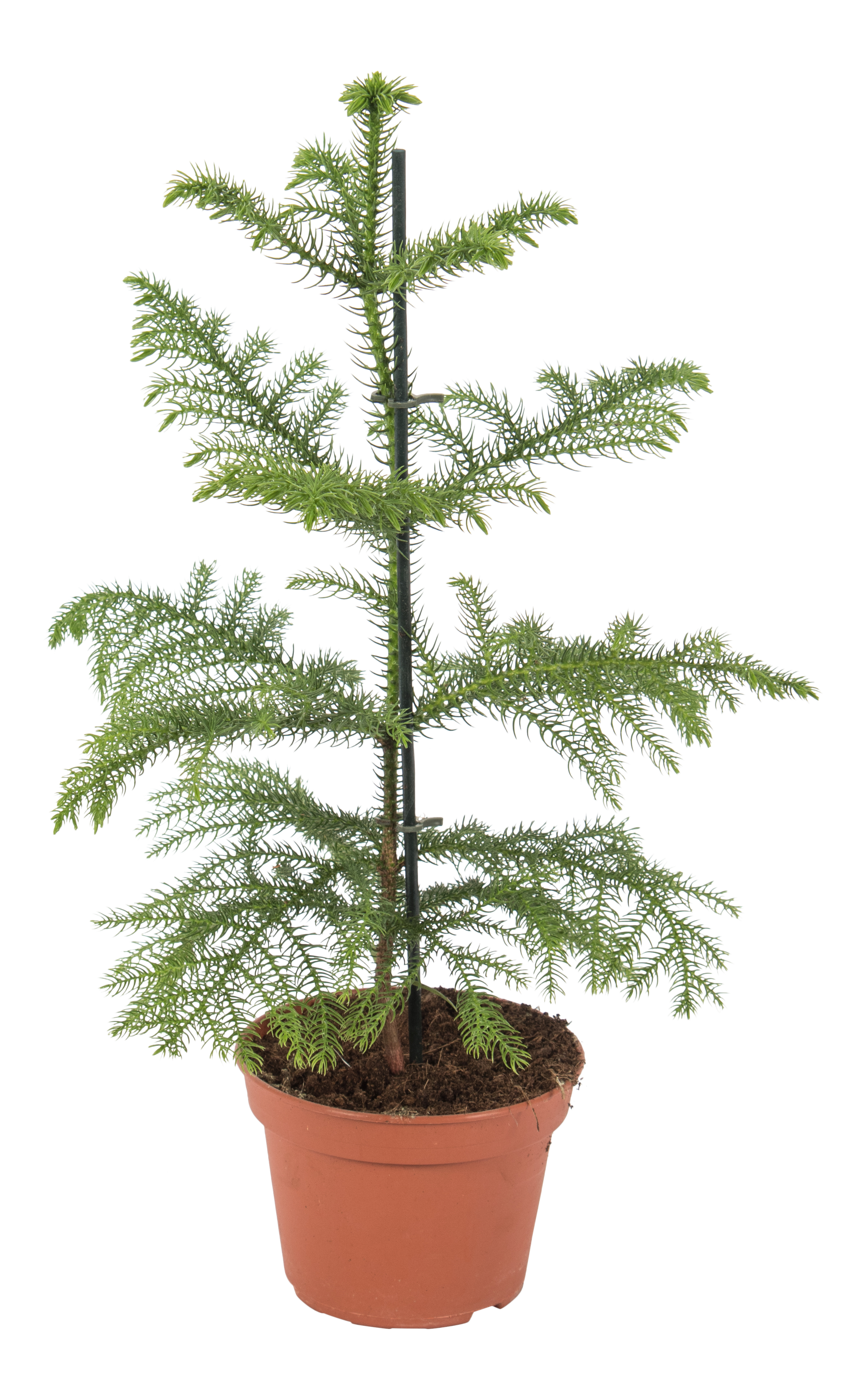 Araukaria wyniosła 50-70 cm