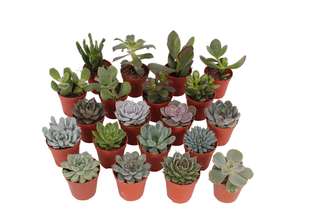 Sukulenty mix 8 cm