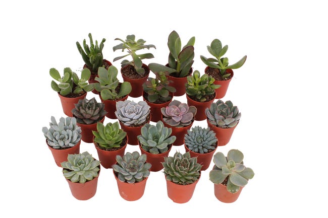 Sukulenty mix 8 cm 45748024