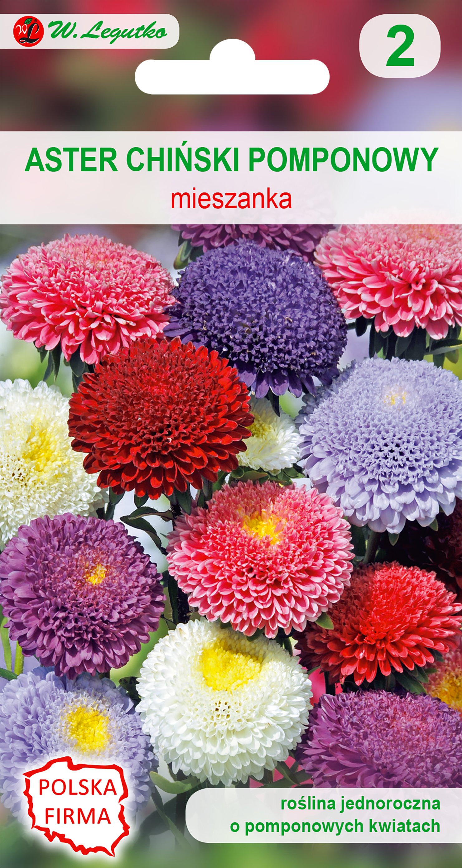 Aster chiński pomponowy mix nasiona tradycyjne W.Legutko