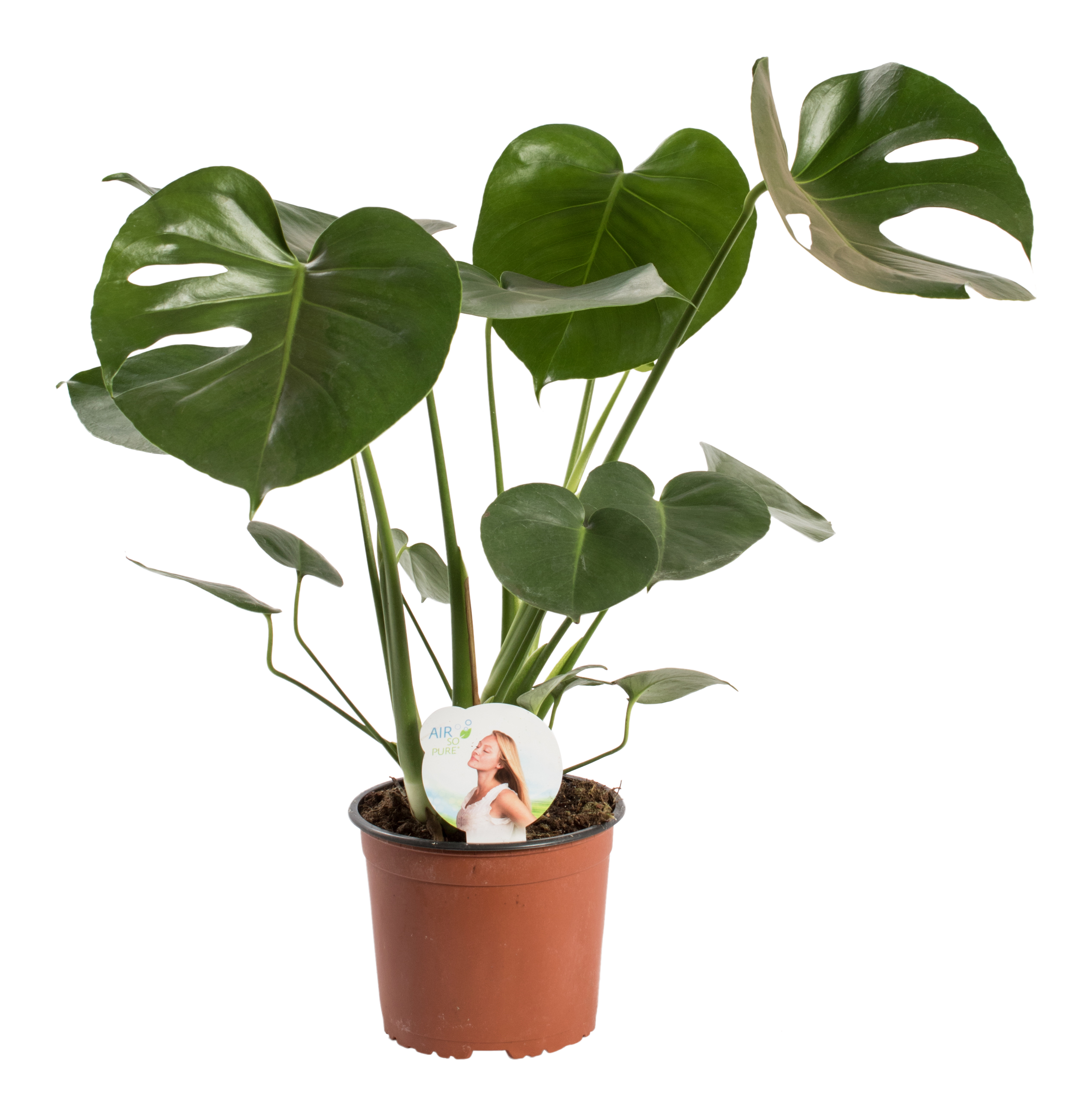Monstera dziurawa łac. deliciosa 60 cm - 5