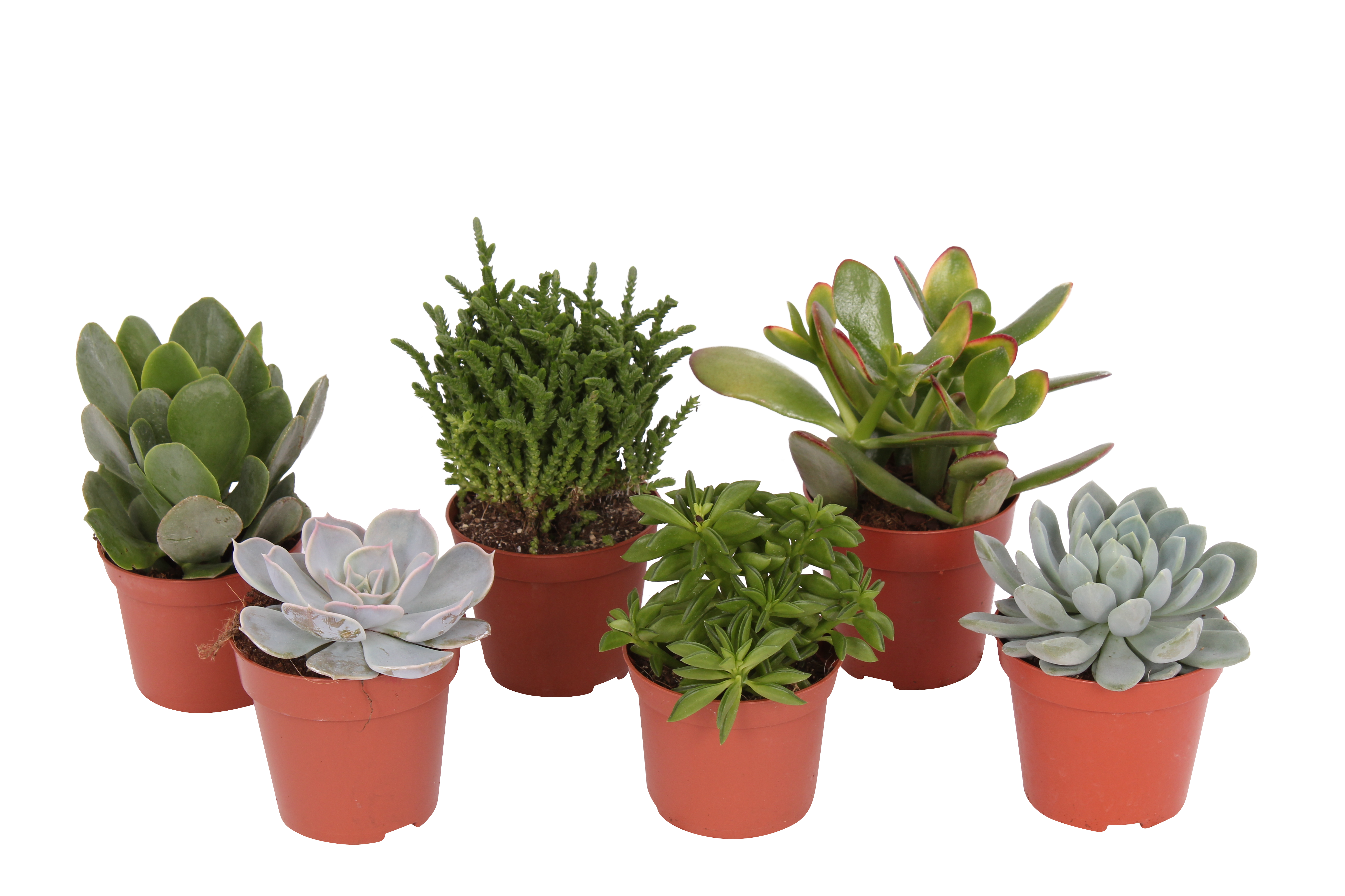 Sukulenty mix 12 cm
