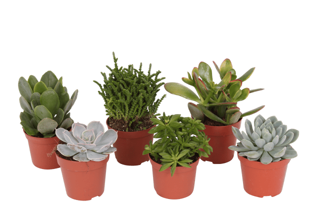 Sukulenty mix 12 cm