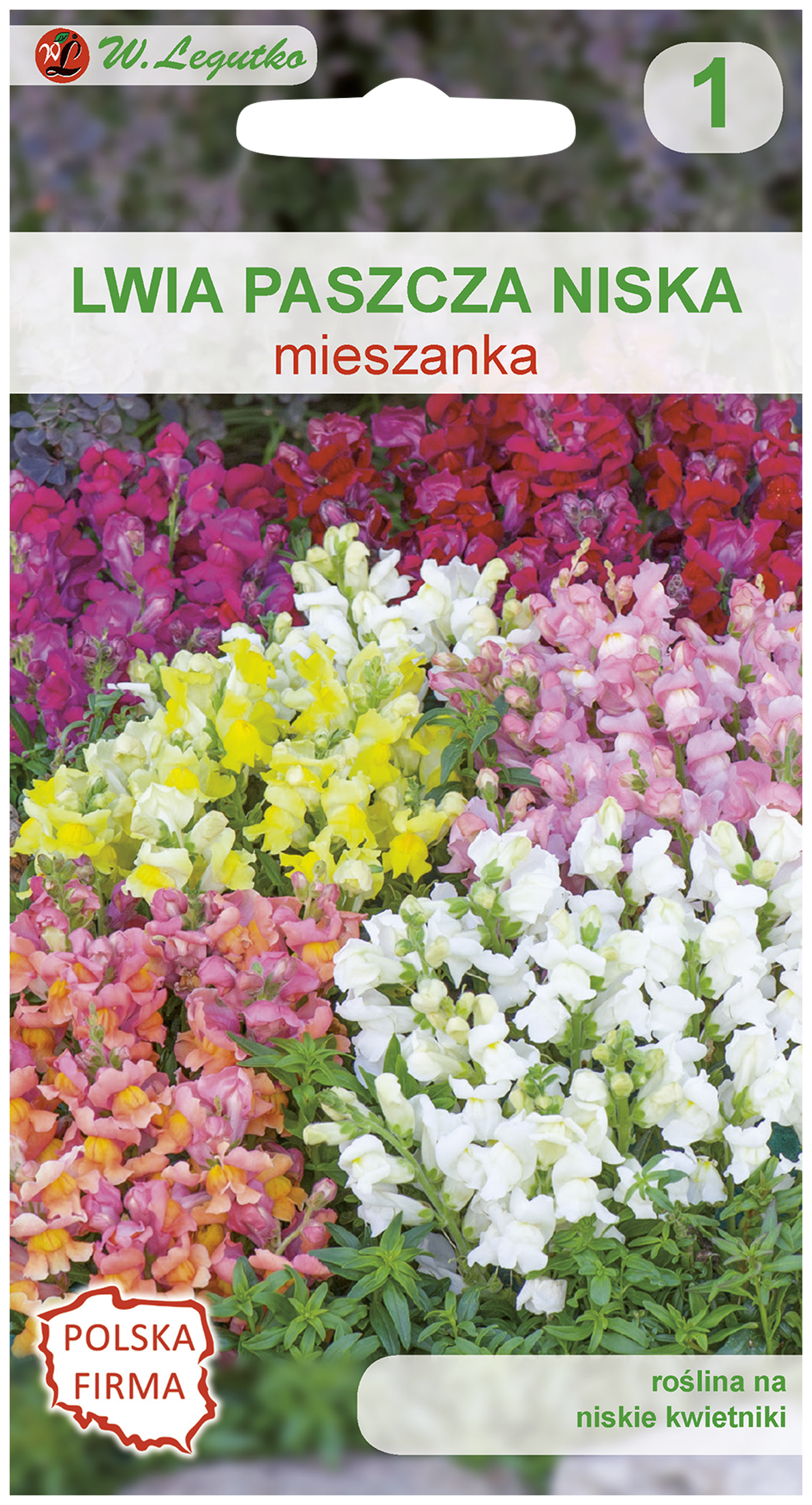 Lwia paszcza niska Wyżylin nasiona tradycyjne W.Legutko