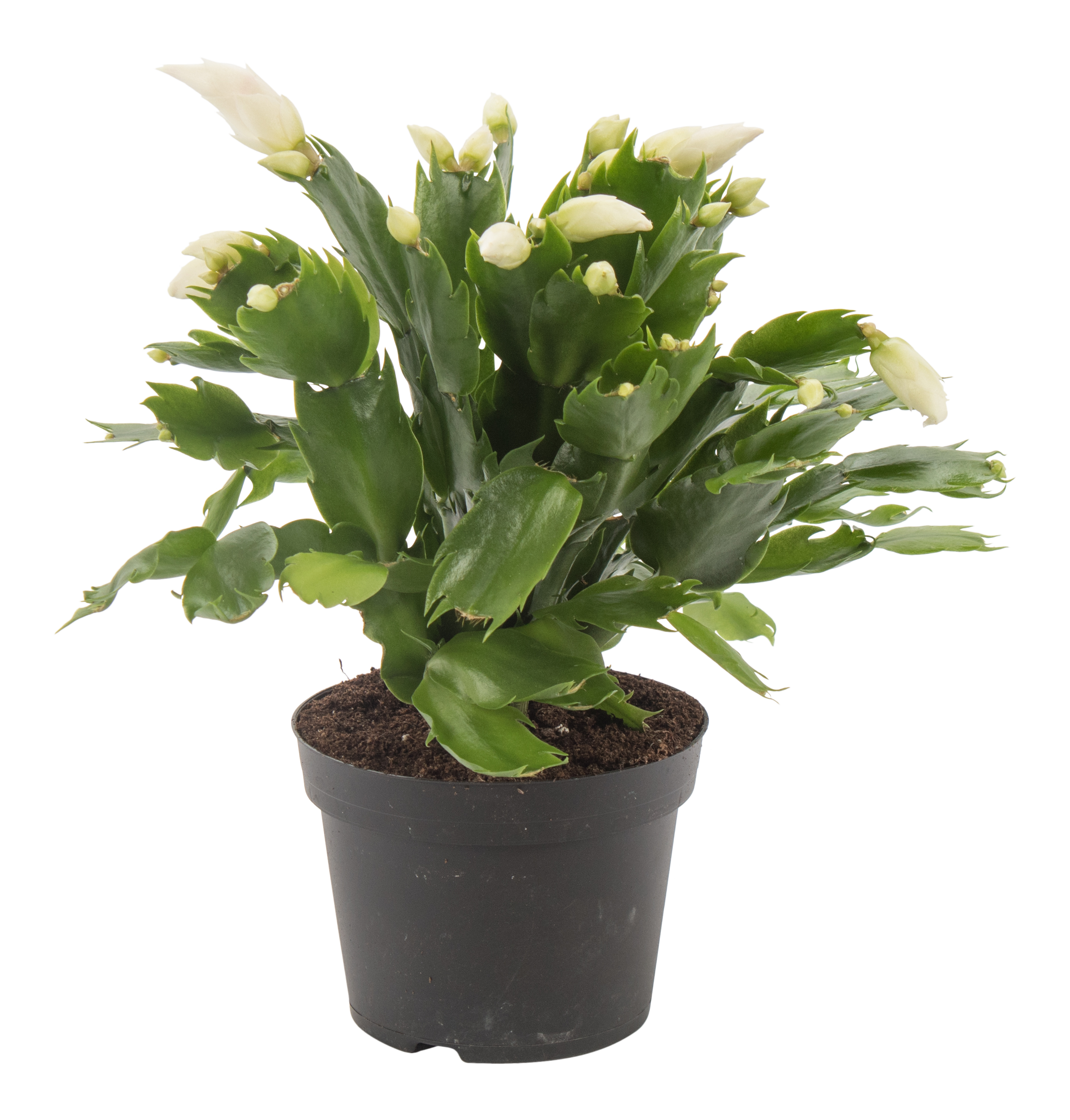 Grudnik Szlumbergera biała 30-35 cm