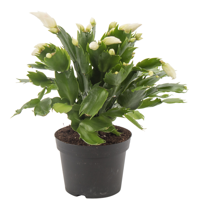 Grudnik Szlumbergera biała 30-35 cm