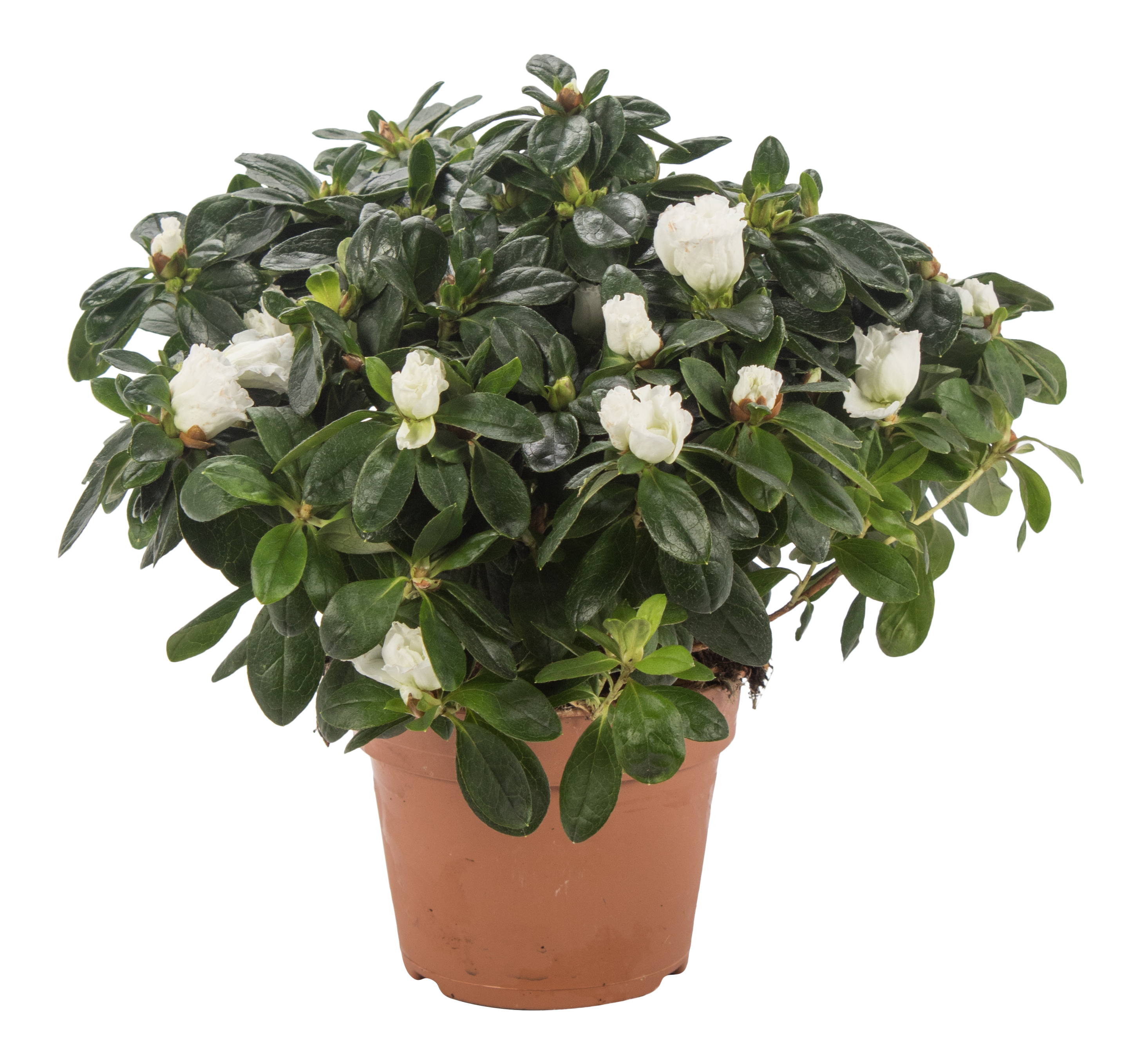 Azalia Różanecznik Rododendron biała 35cm