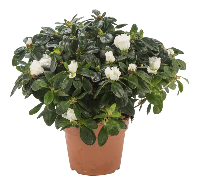 Azalia Różanecznik Rododendron biała 35cm