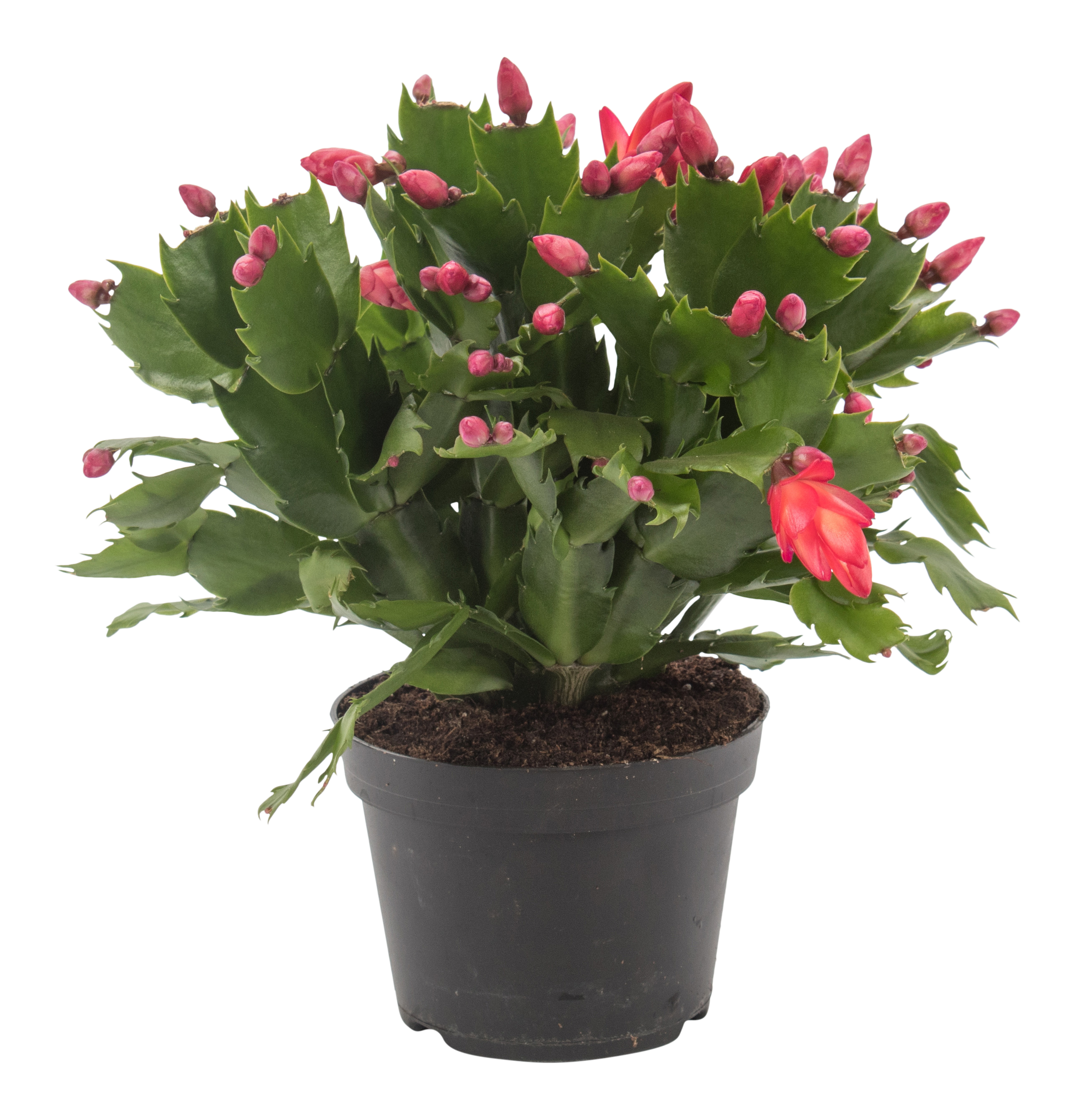 Grudnik Szlumbergera czerwona 28 cm