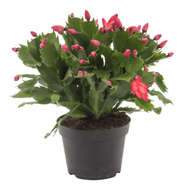 Grudnik Szlumbergera czerwona 28 cm