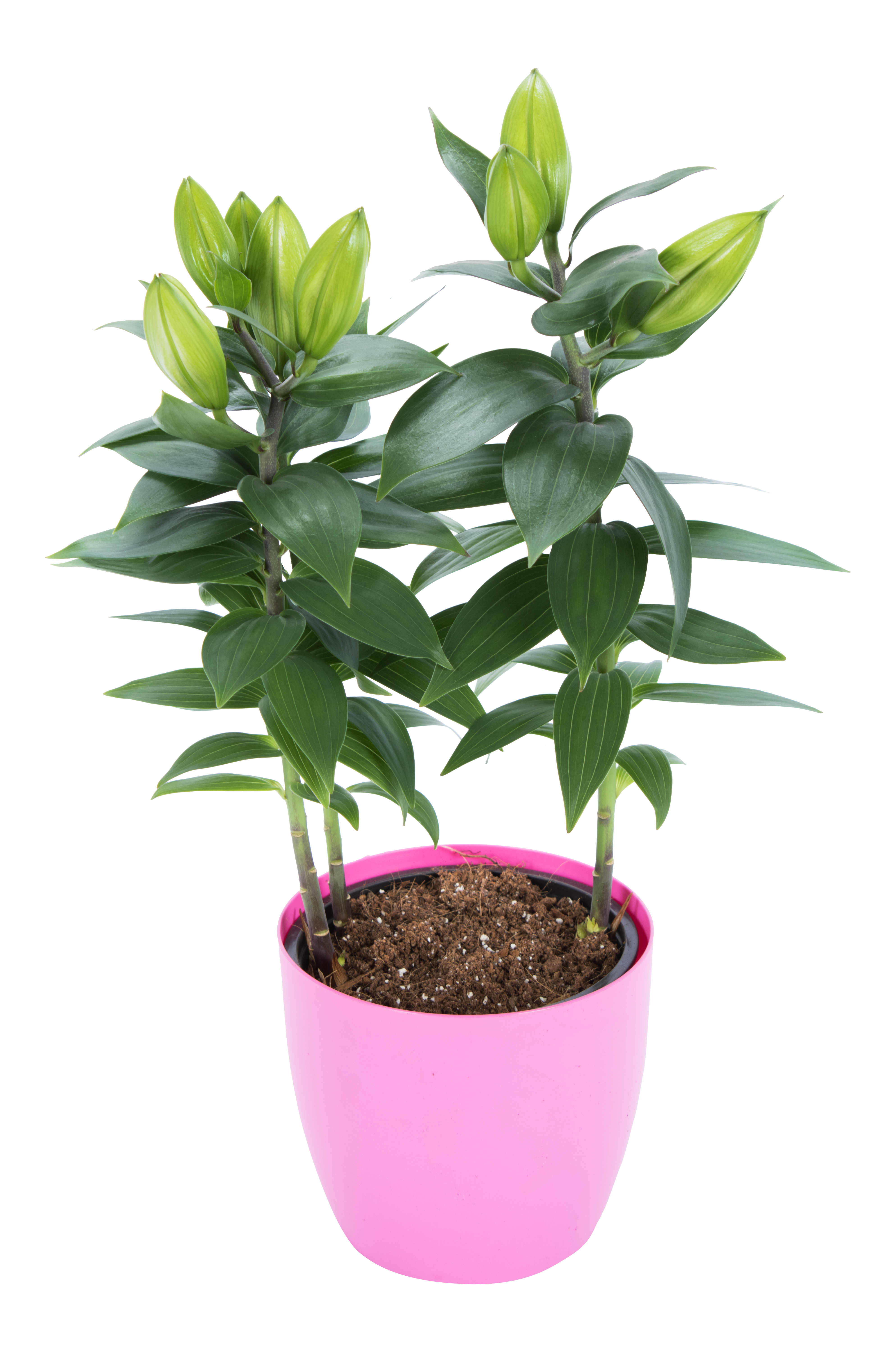 Lilia mix 40cm w osłonce
