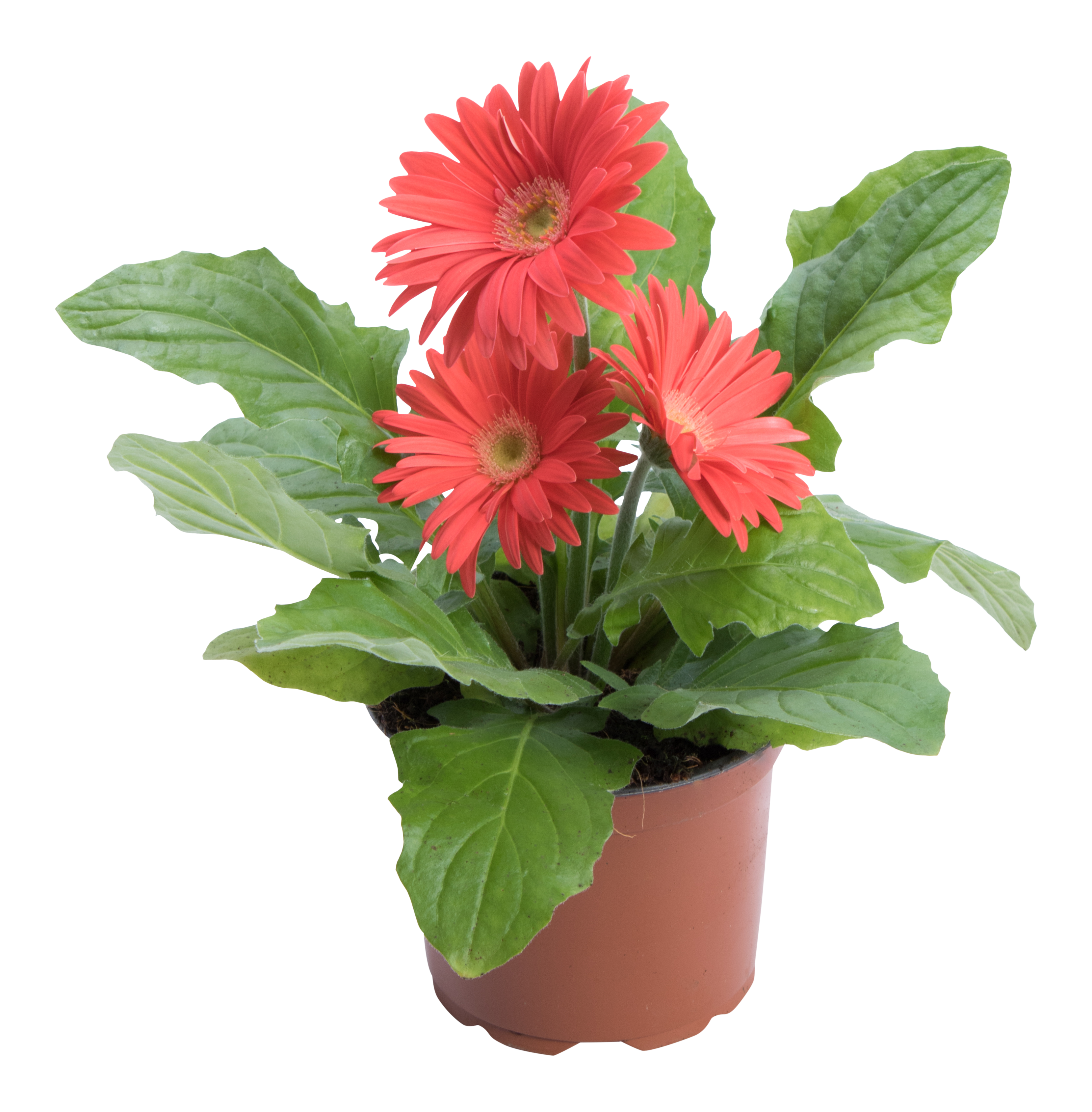 Gerbera MoreLips mix 25cm