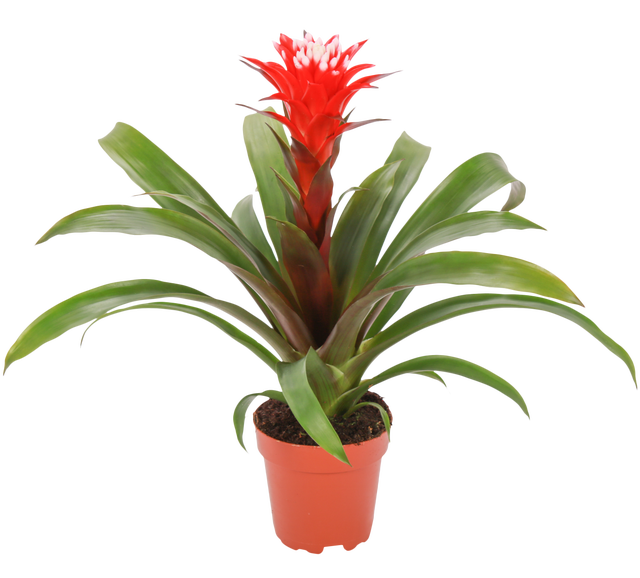 ブロメリア・エアープランツ Vriesea Hybrid Red Vriesea Hybrid Red ブロメリア・エアープランツ