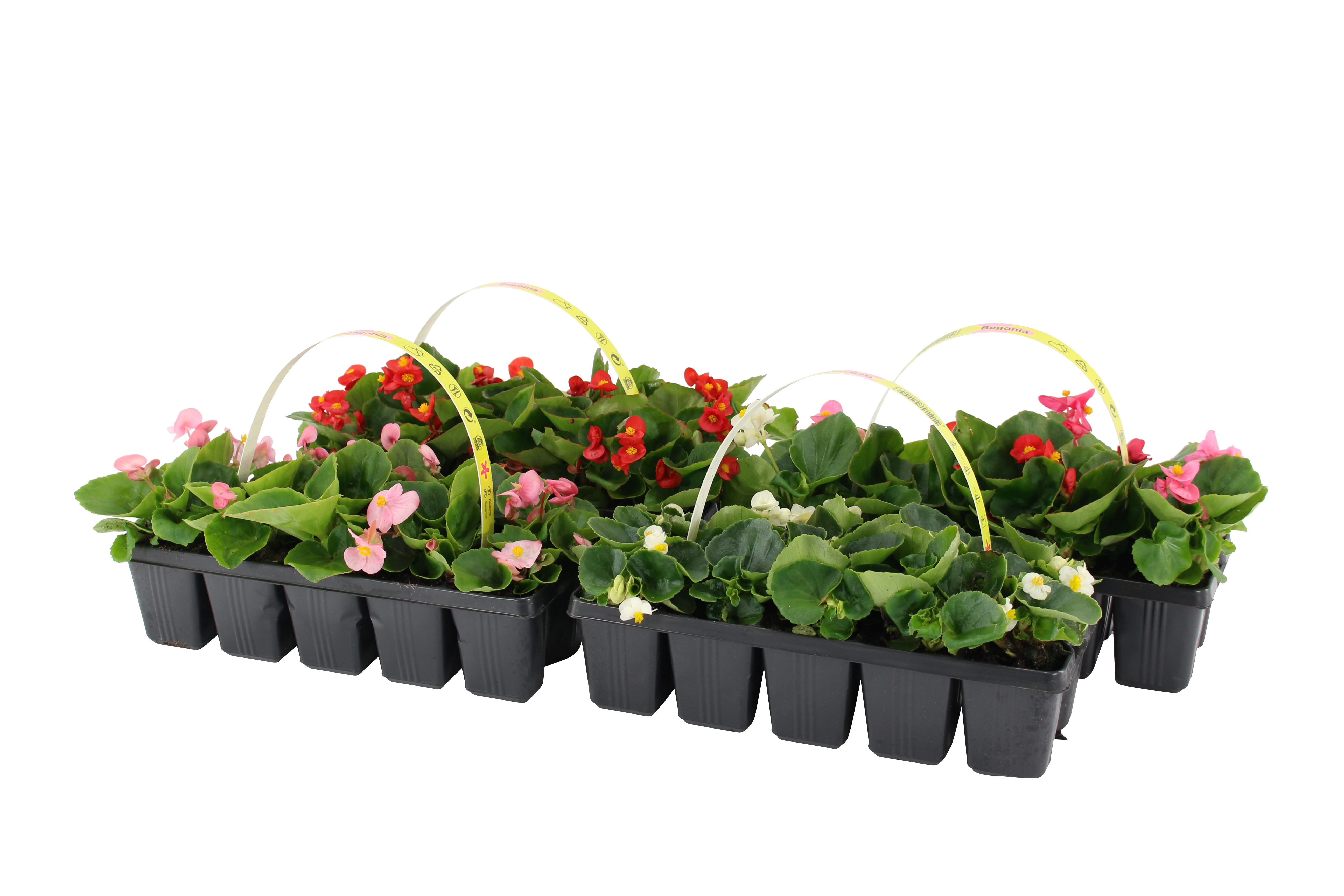 Begonia mix 10 - 15 cm 10-pak