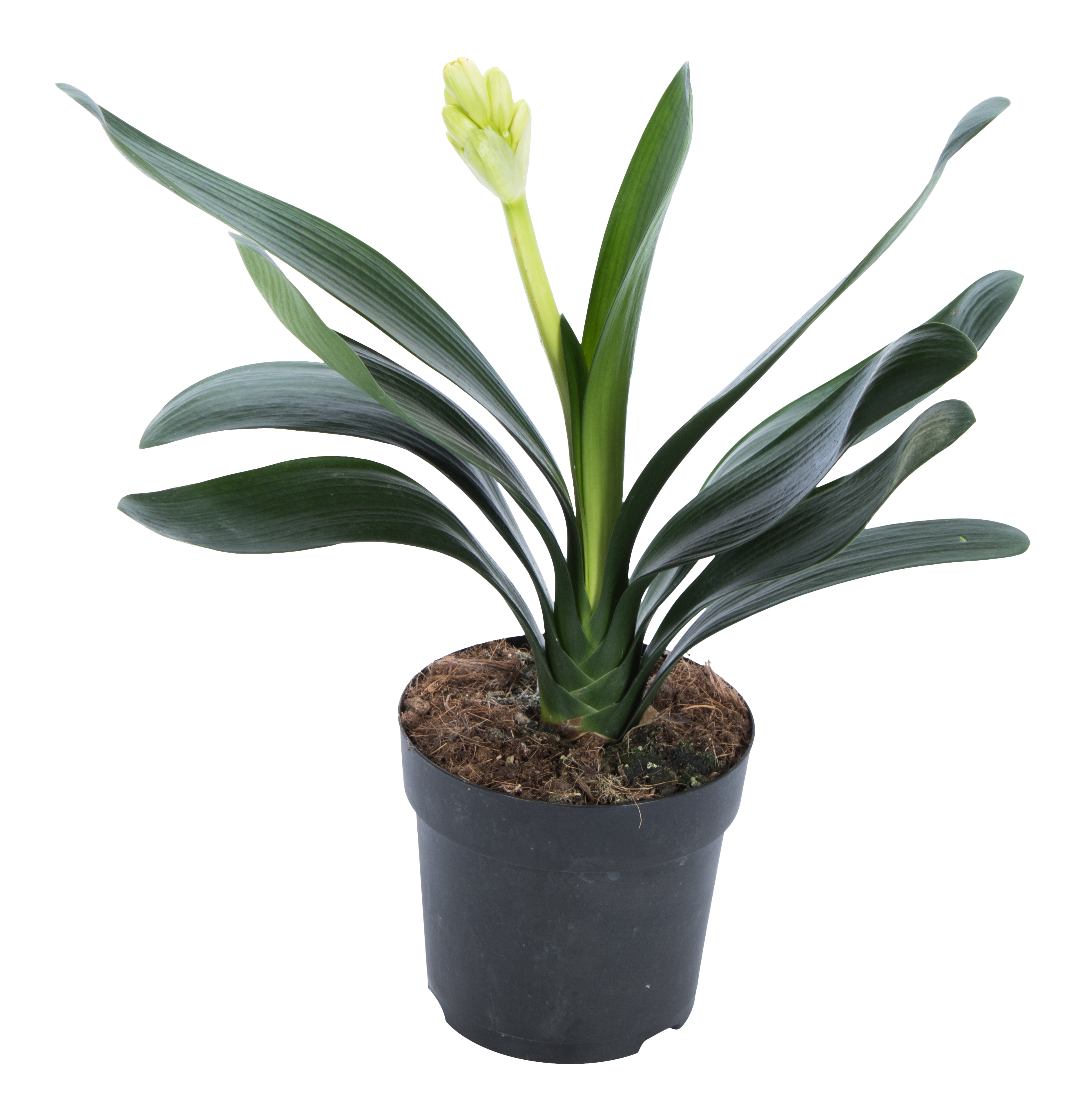 Kliwia cynobrowa Clivia miniata mix 45cm