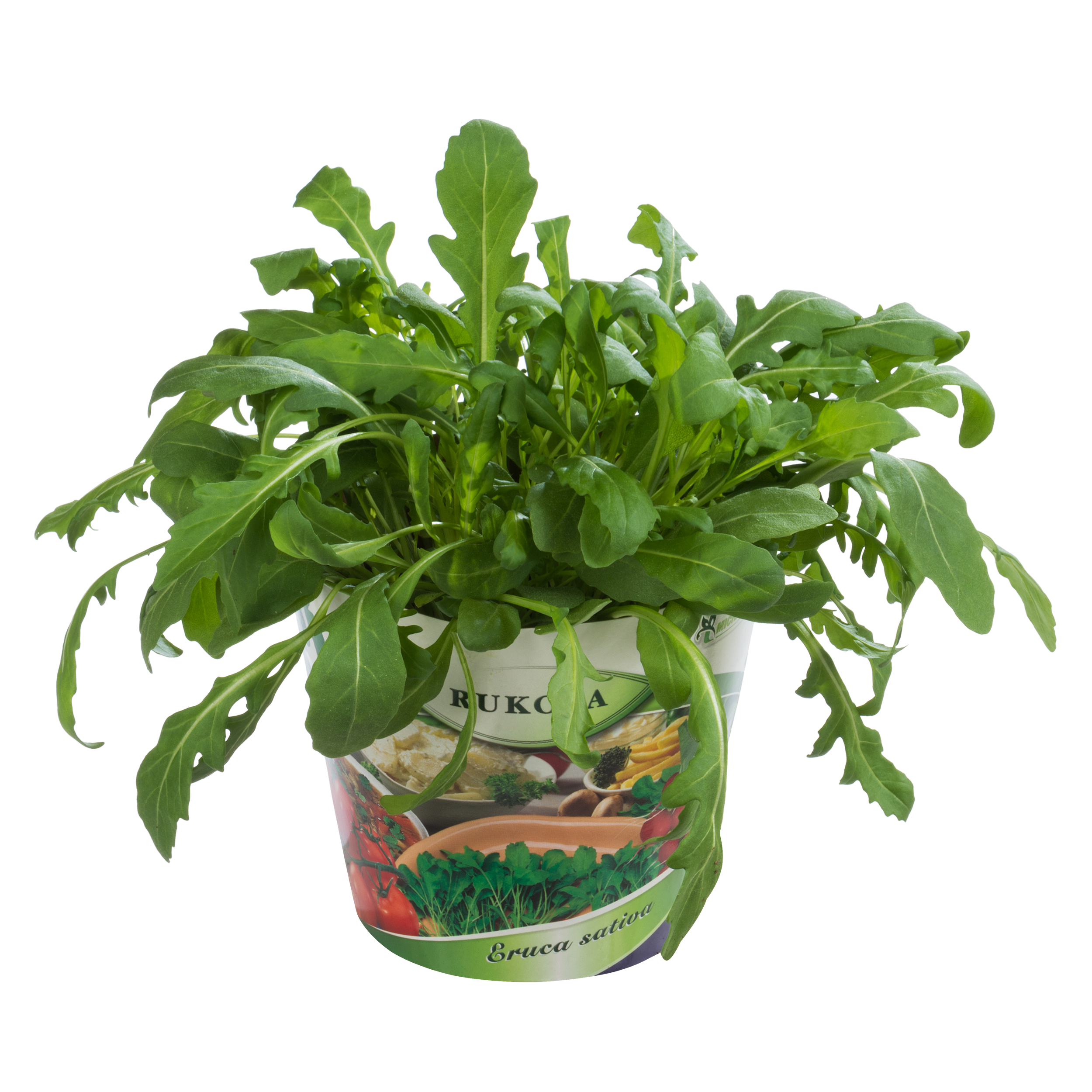 Rukola Eruca sativa 20-30 cm