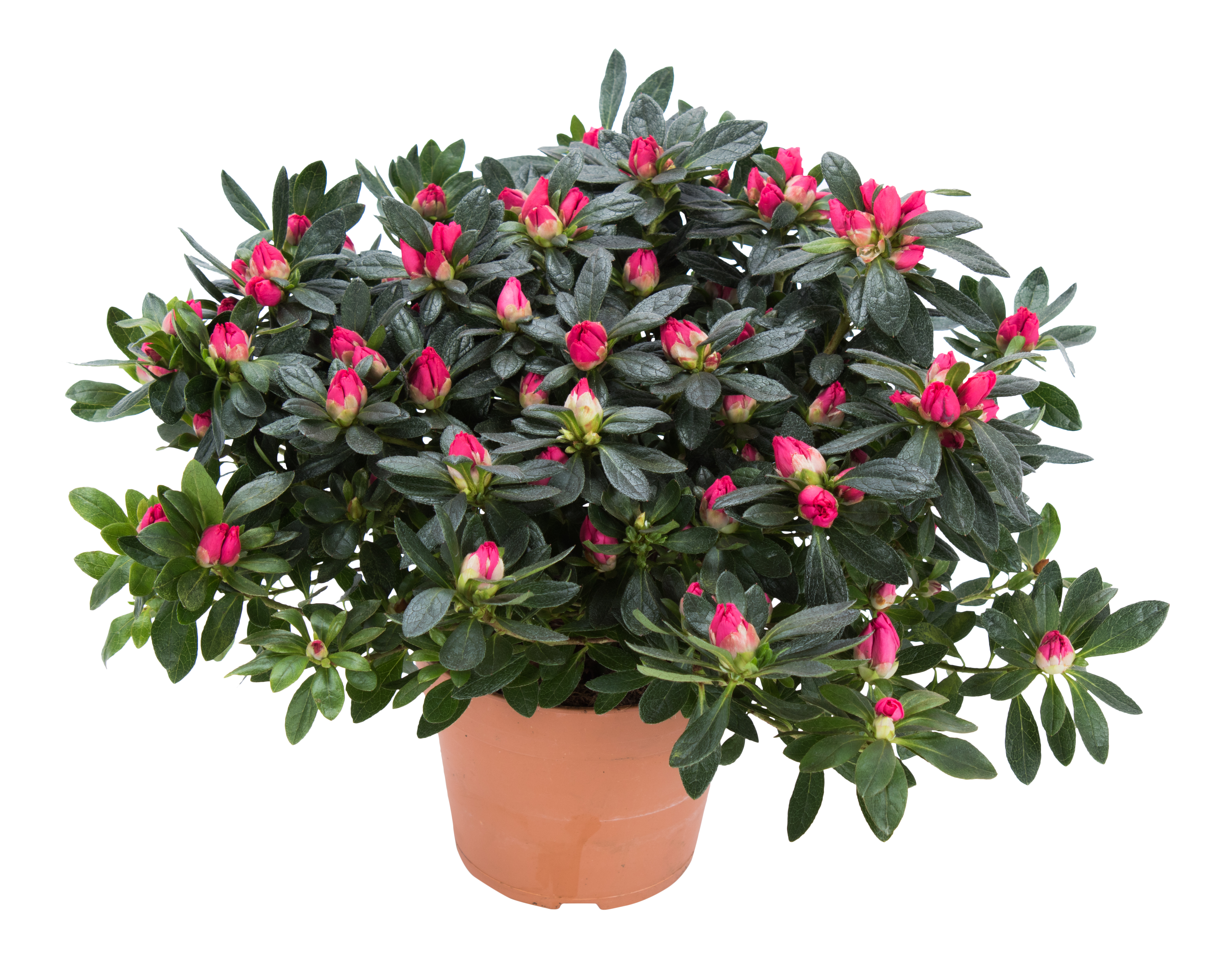 Azalia Różanecznik Rododendron mix 32cm