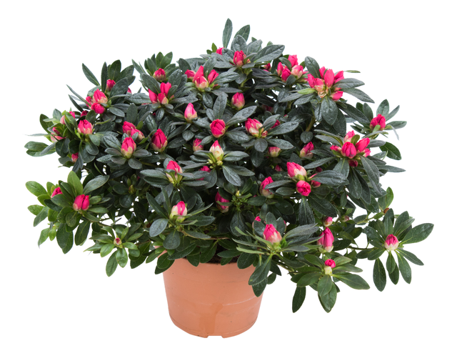 Azalia Różanecznik Rododendron mix 32cm