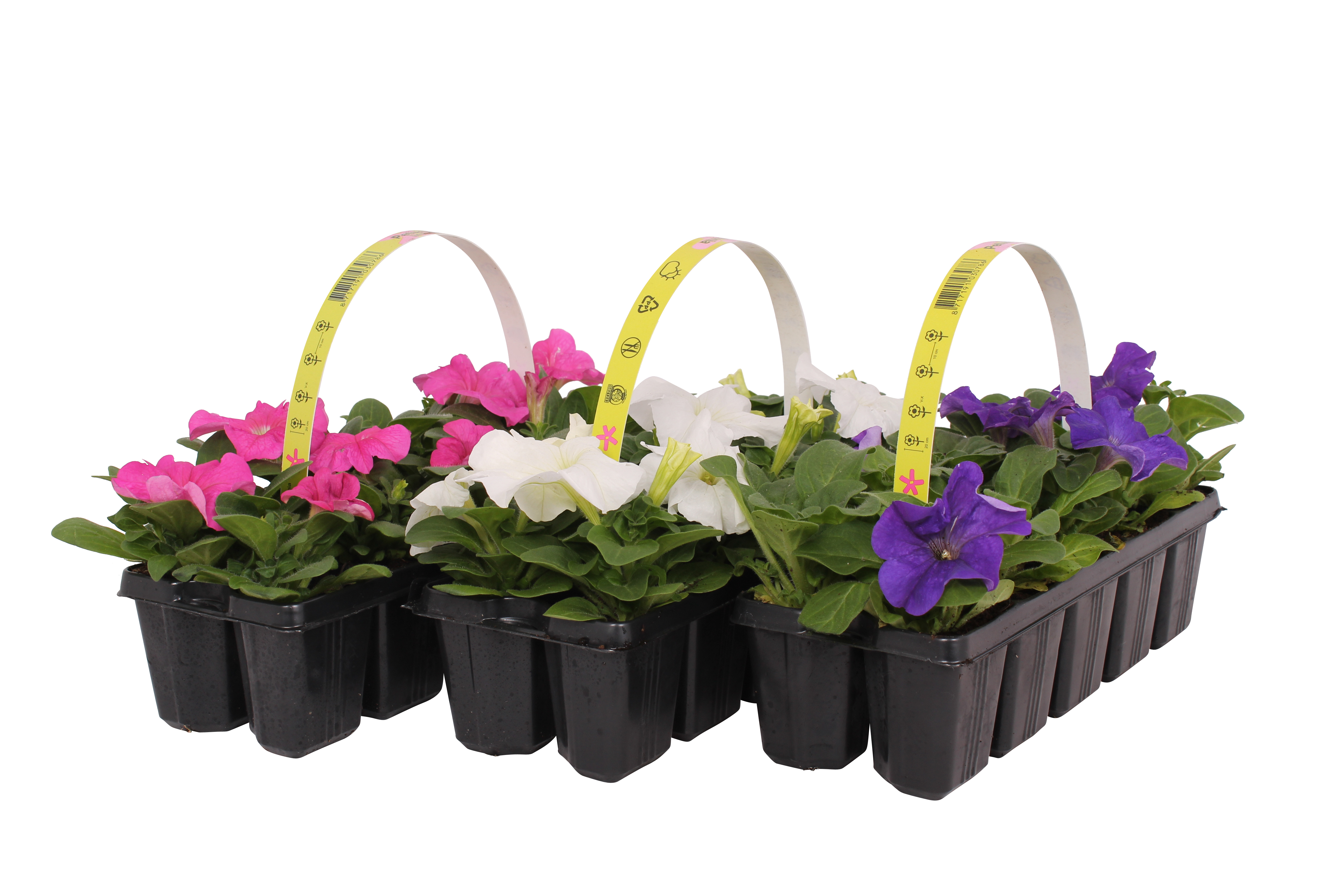 Petunia mix 10-15 cm 10-pak
