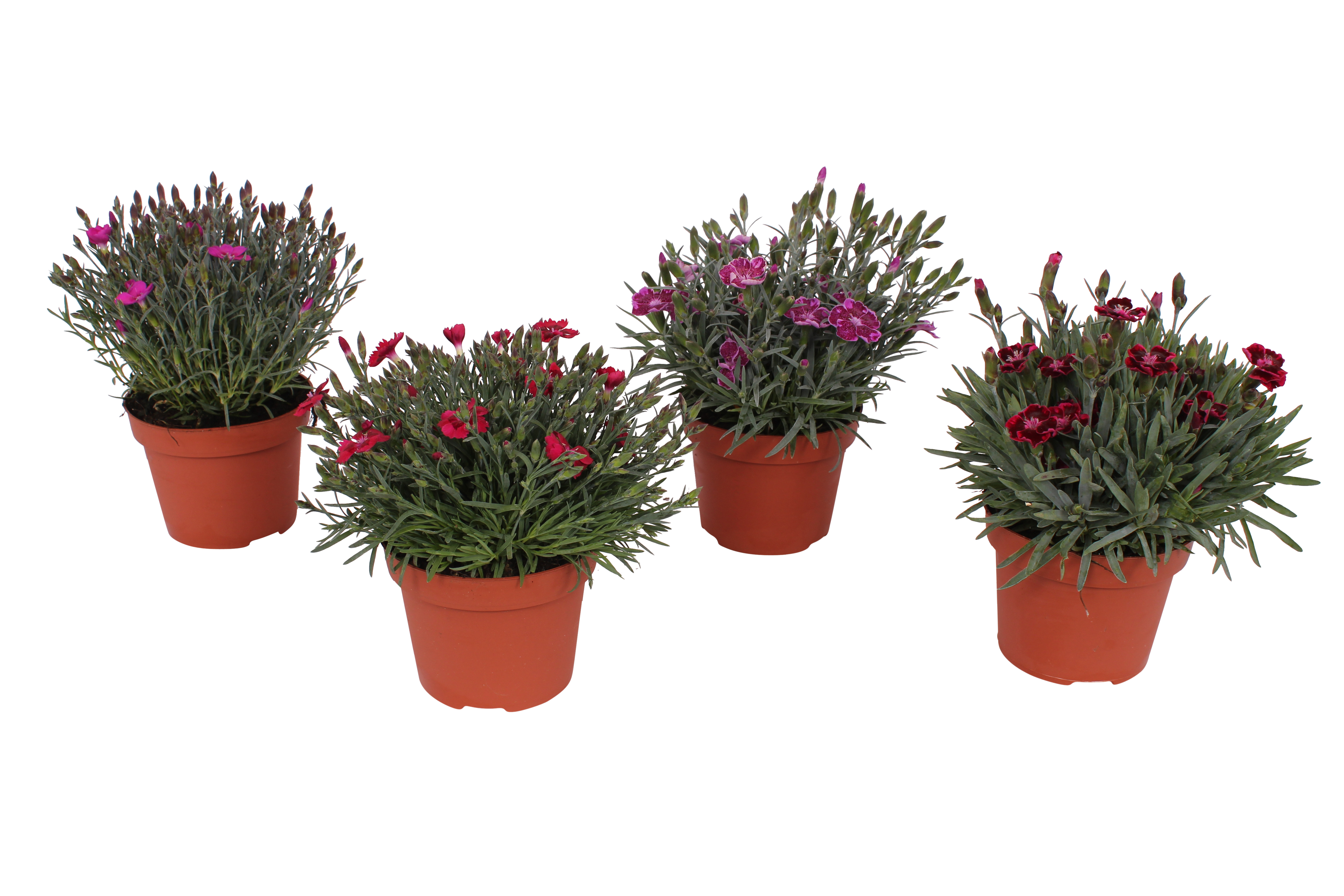 Goździk ogrodowy Diantica mix 20-25 cm